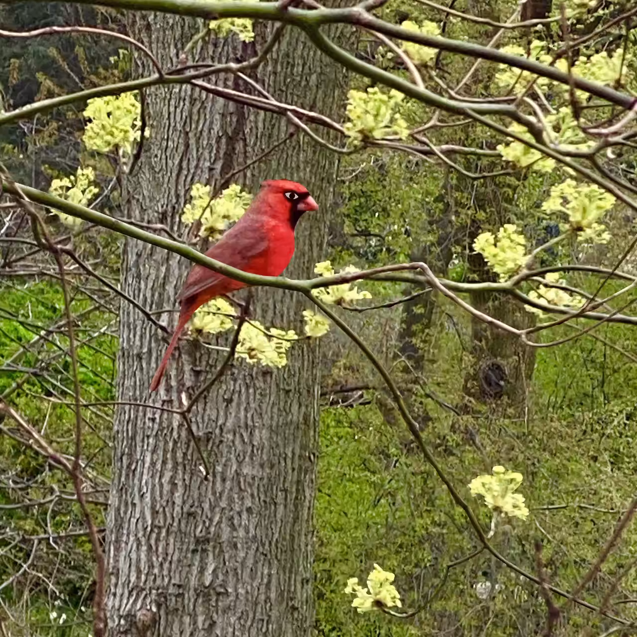 little red bird (nft)