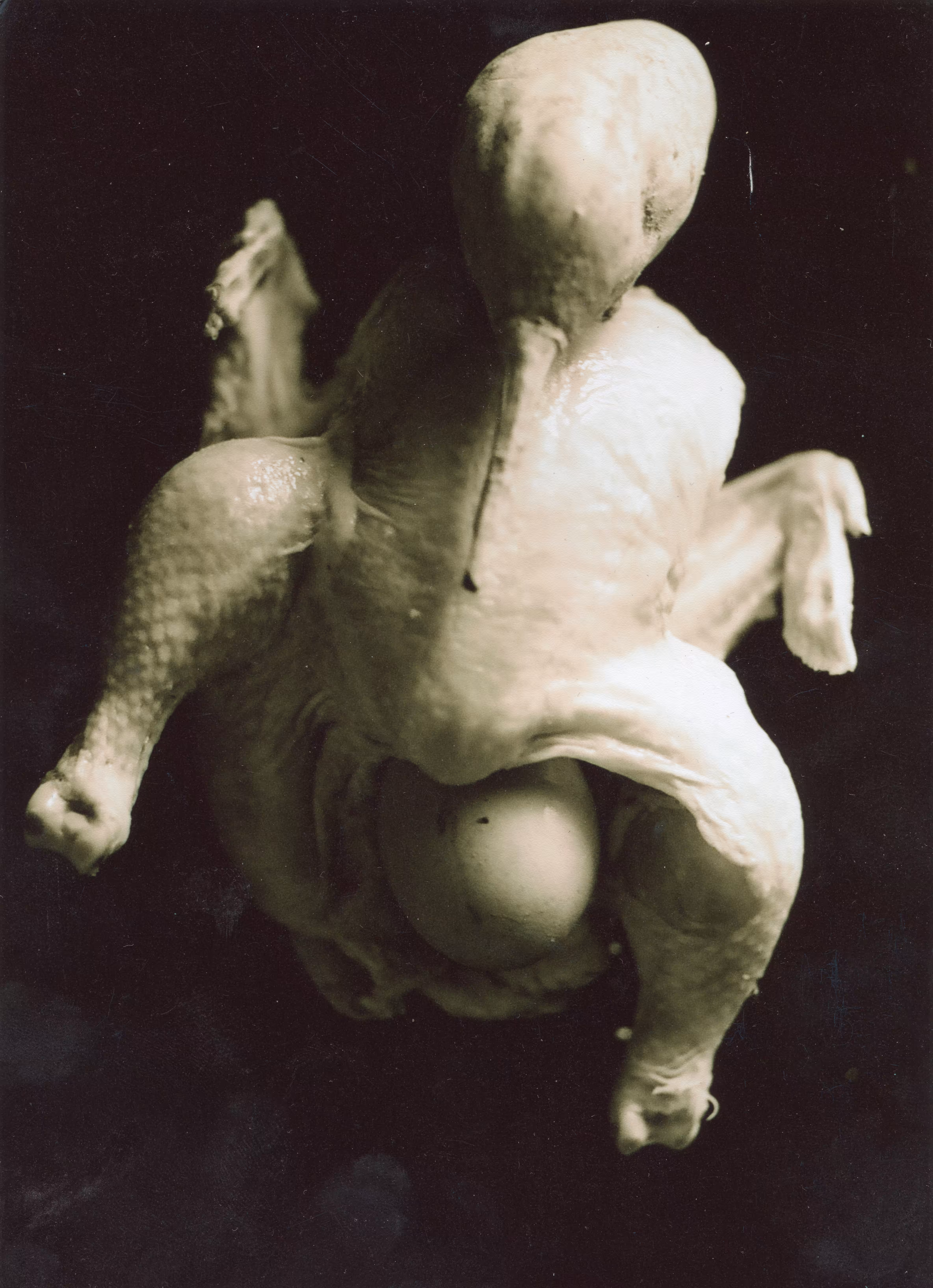 Dead Chicken 2