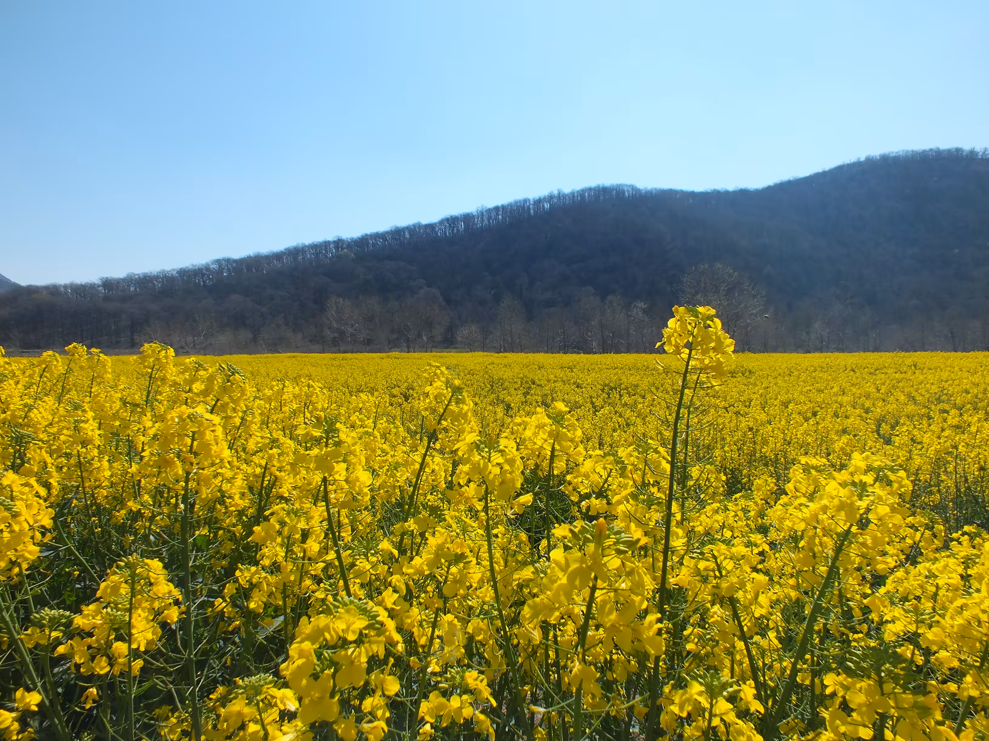 Rapeseed