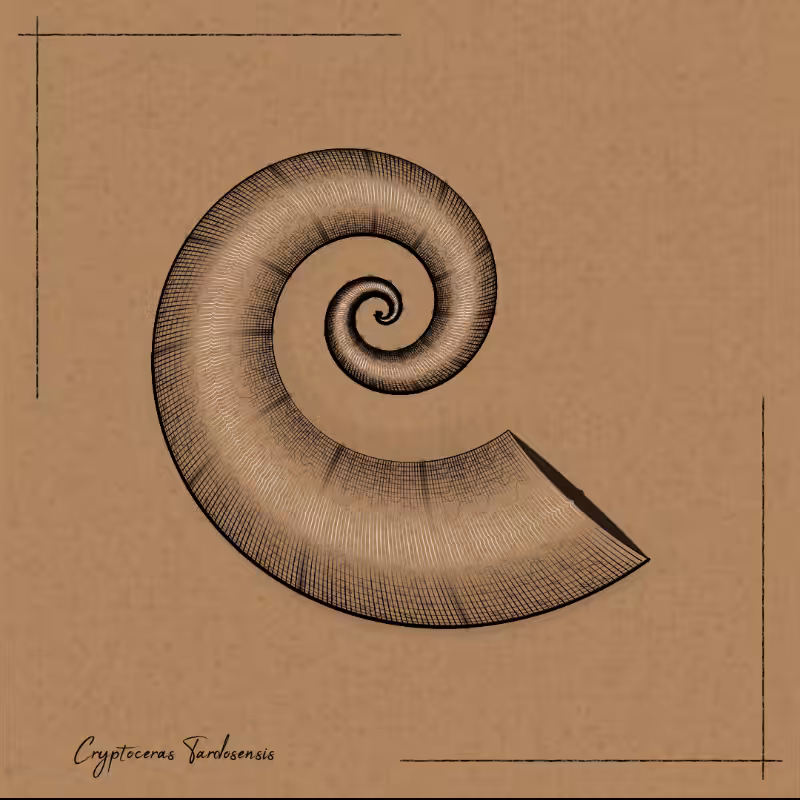 Ammonites #82