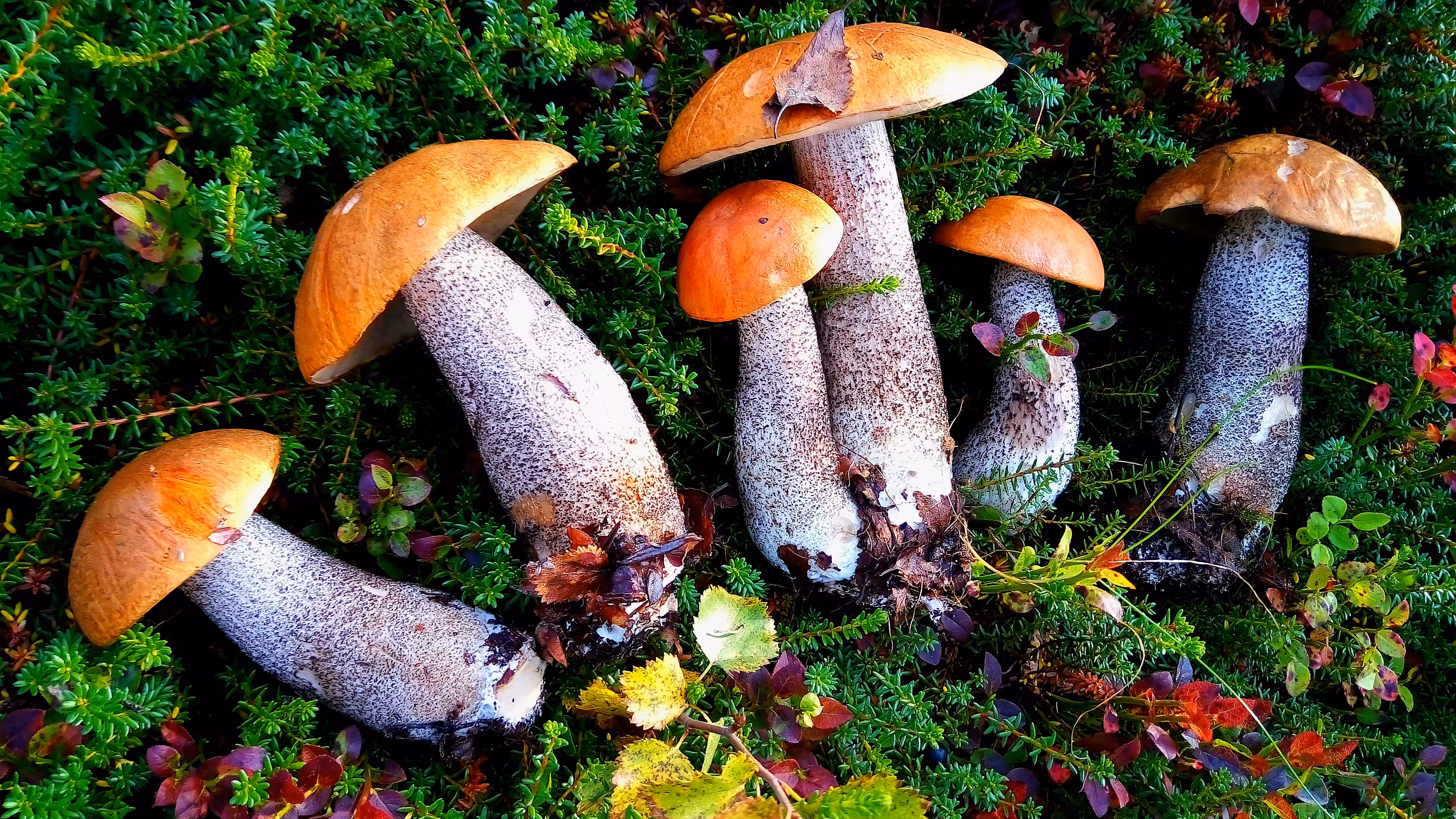 Orange-cap boletus