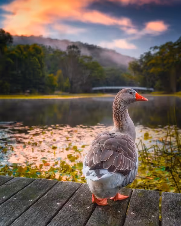 The Goose