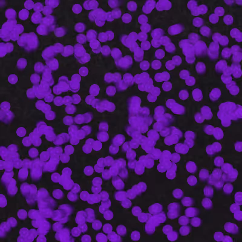Telophase #5