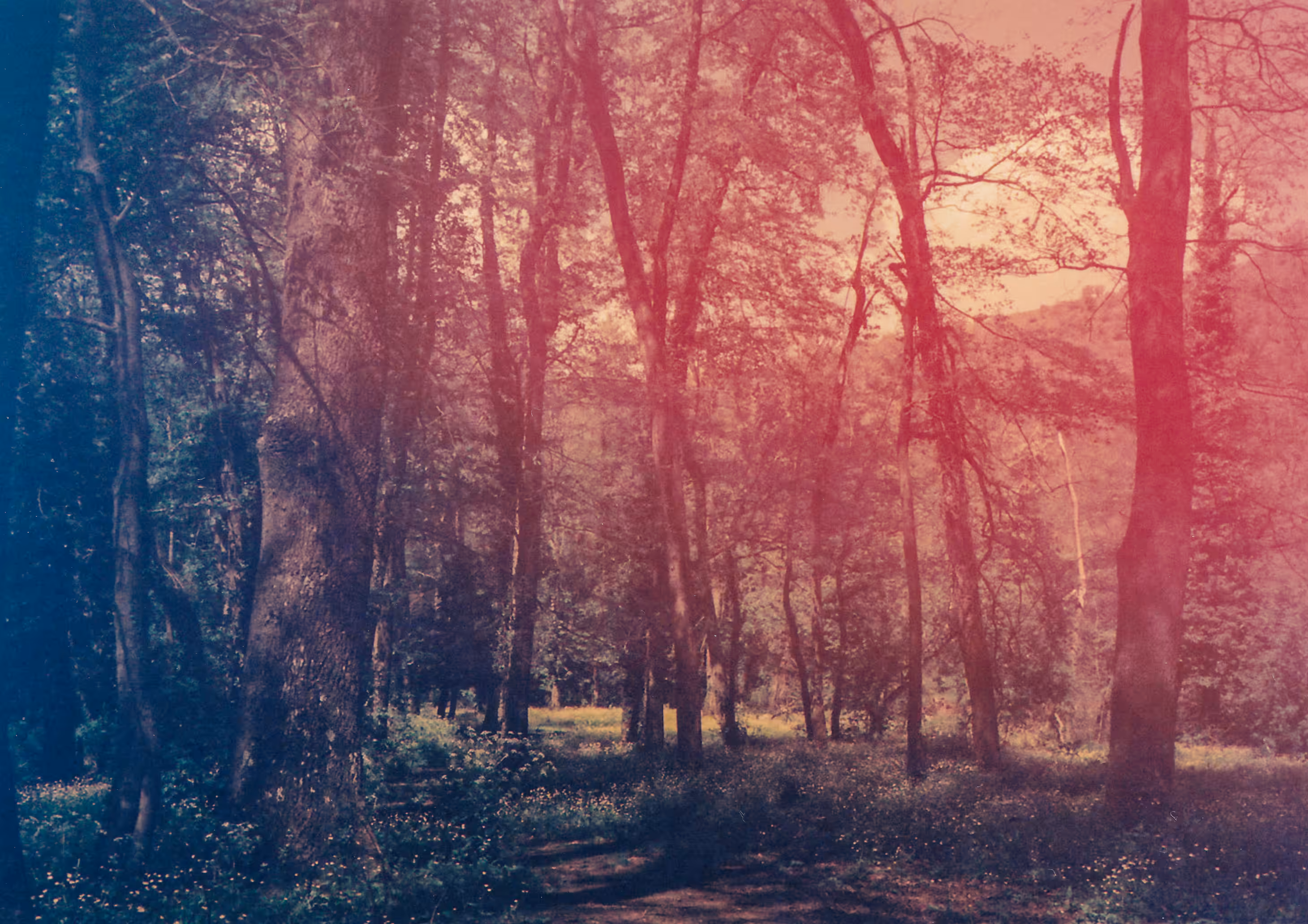 Where the Forest Keeps Its Secrets