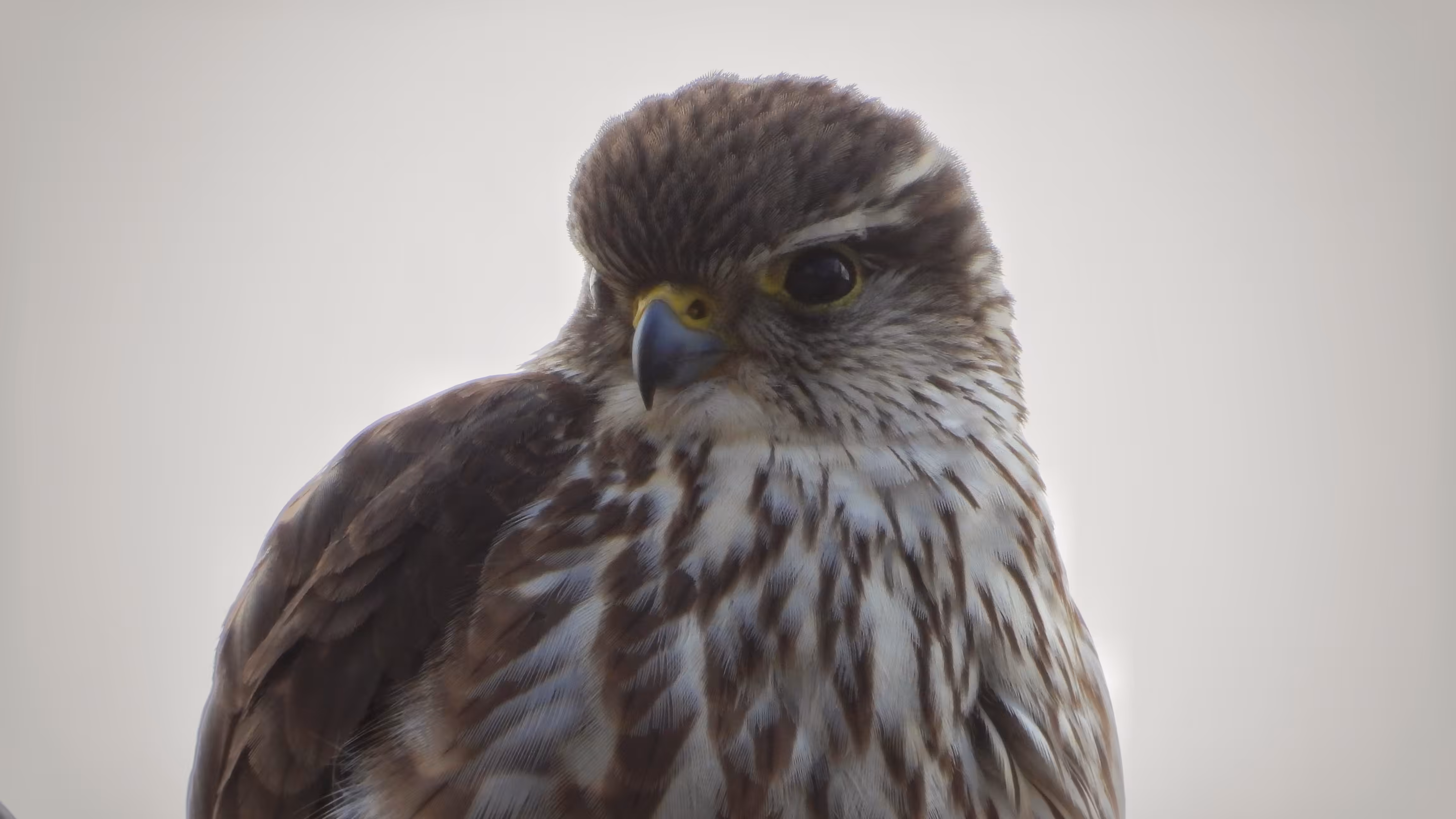Merlin - PB Cinematics