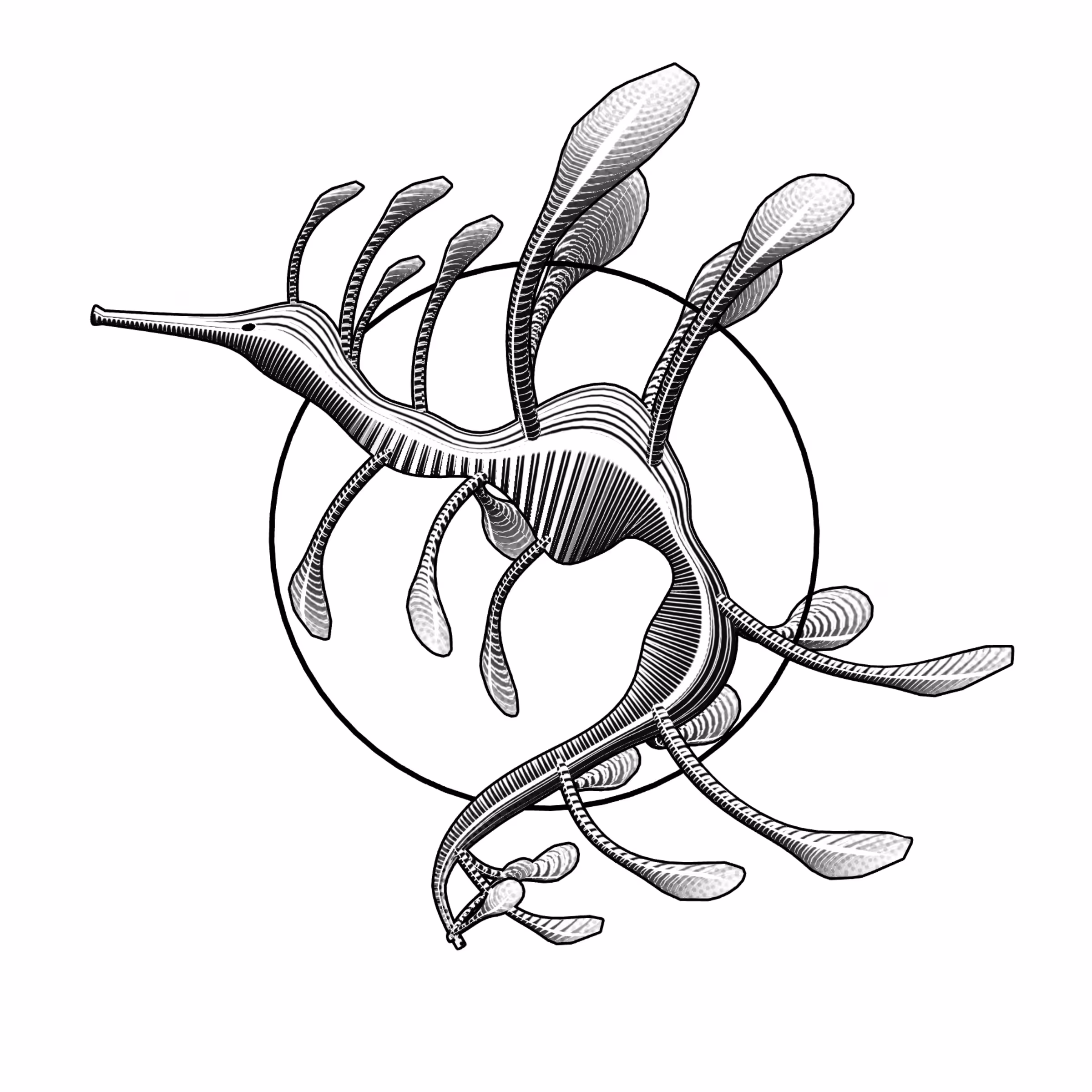 Seadragons #875