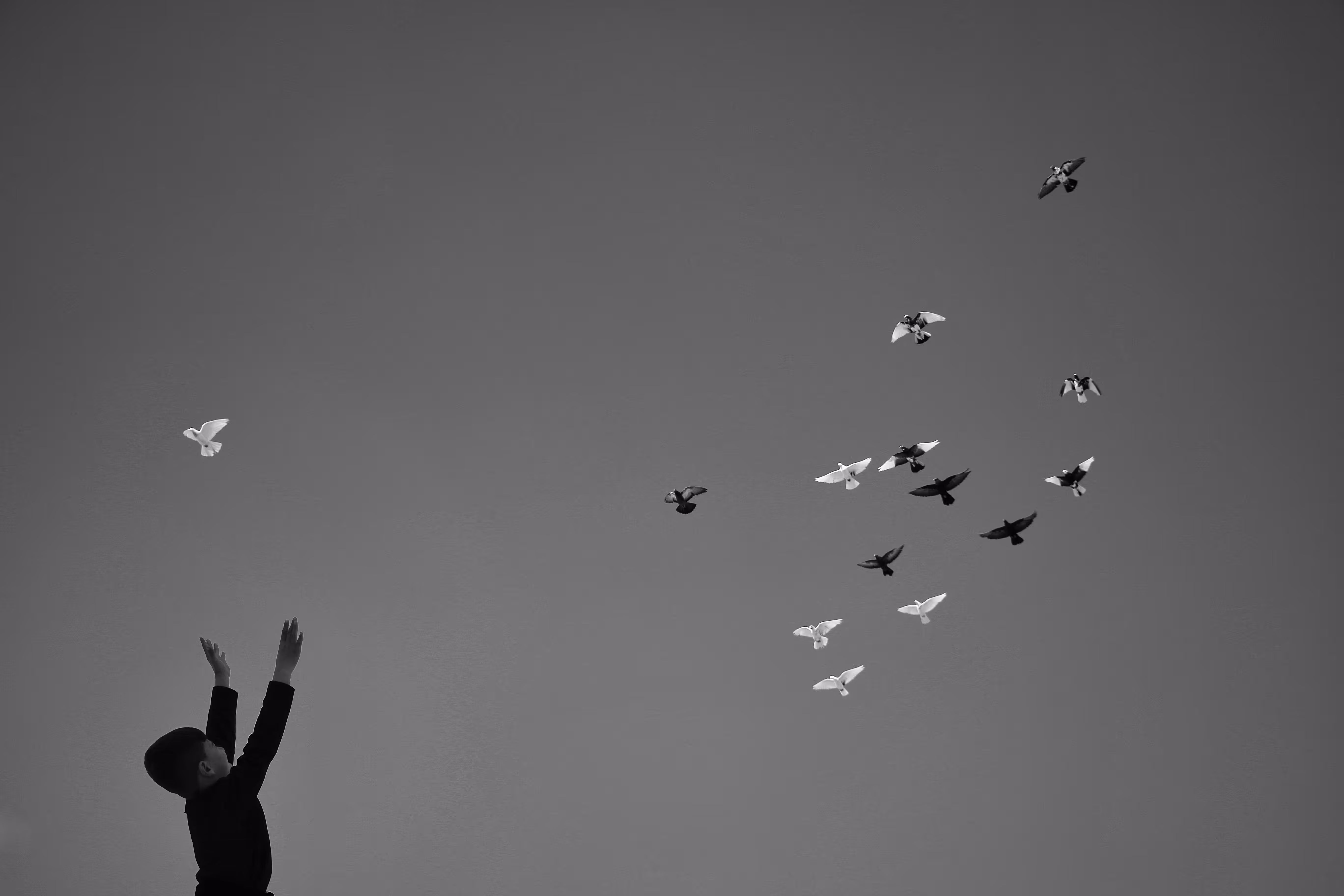 Fly