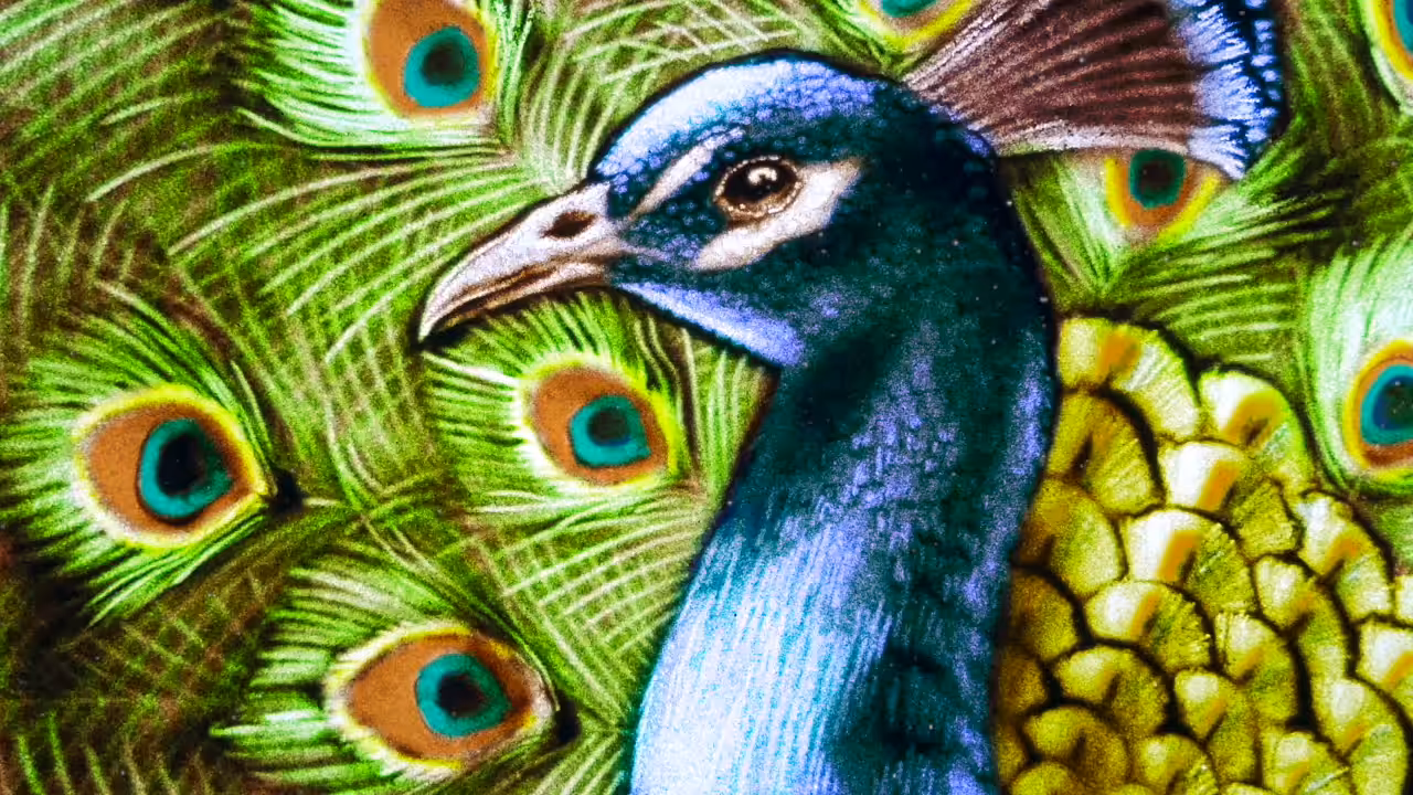 Fantastic Peacock