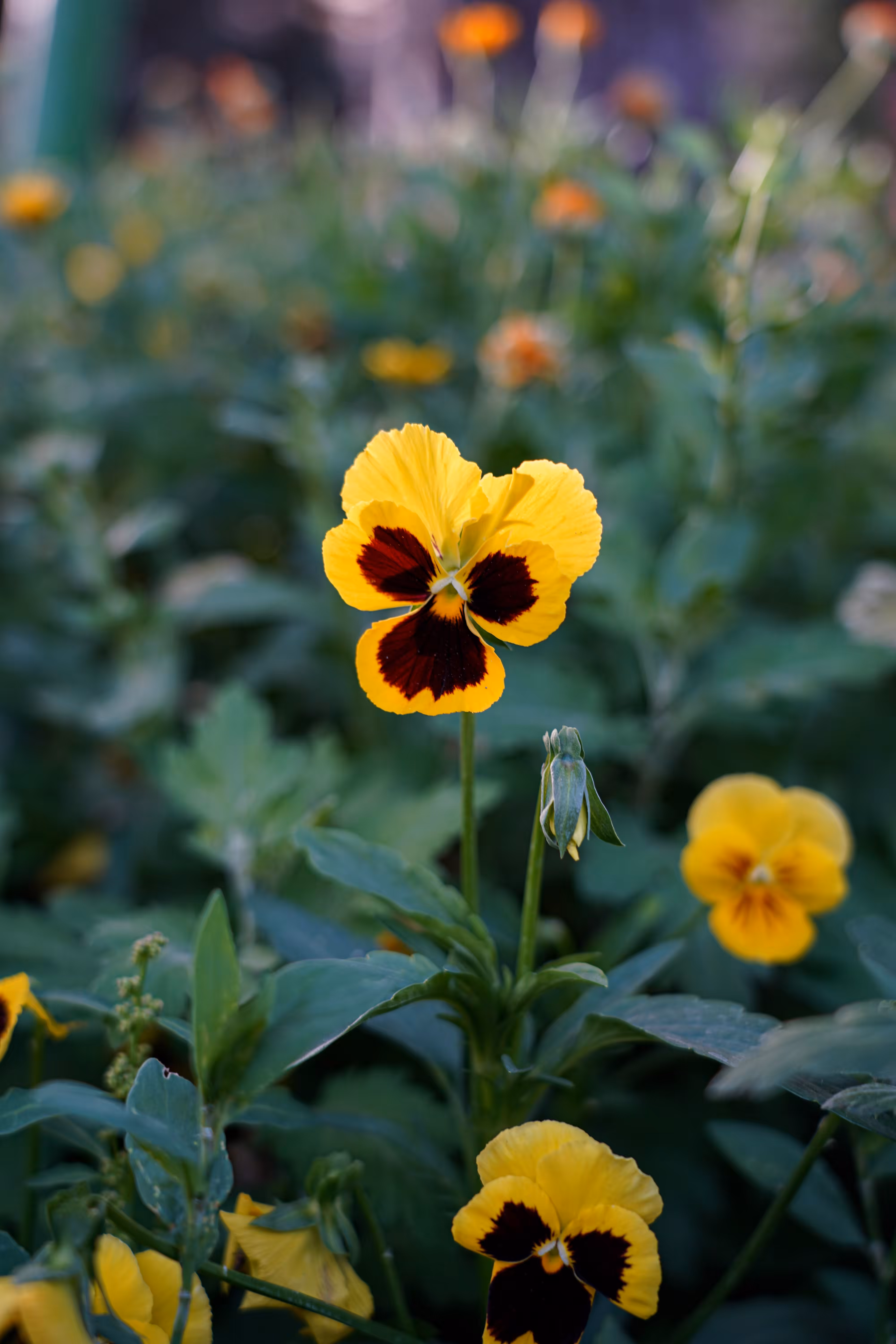 flowers: Pansy