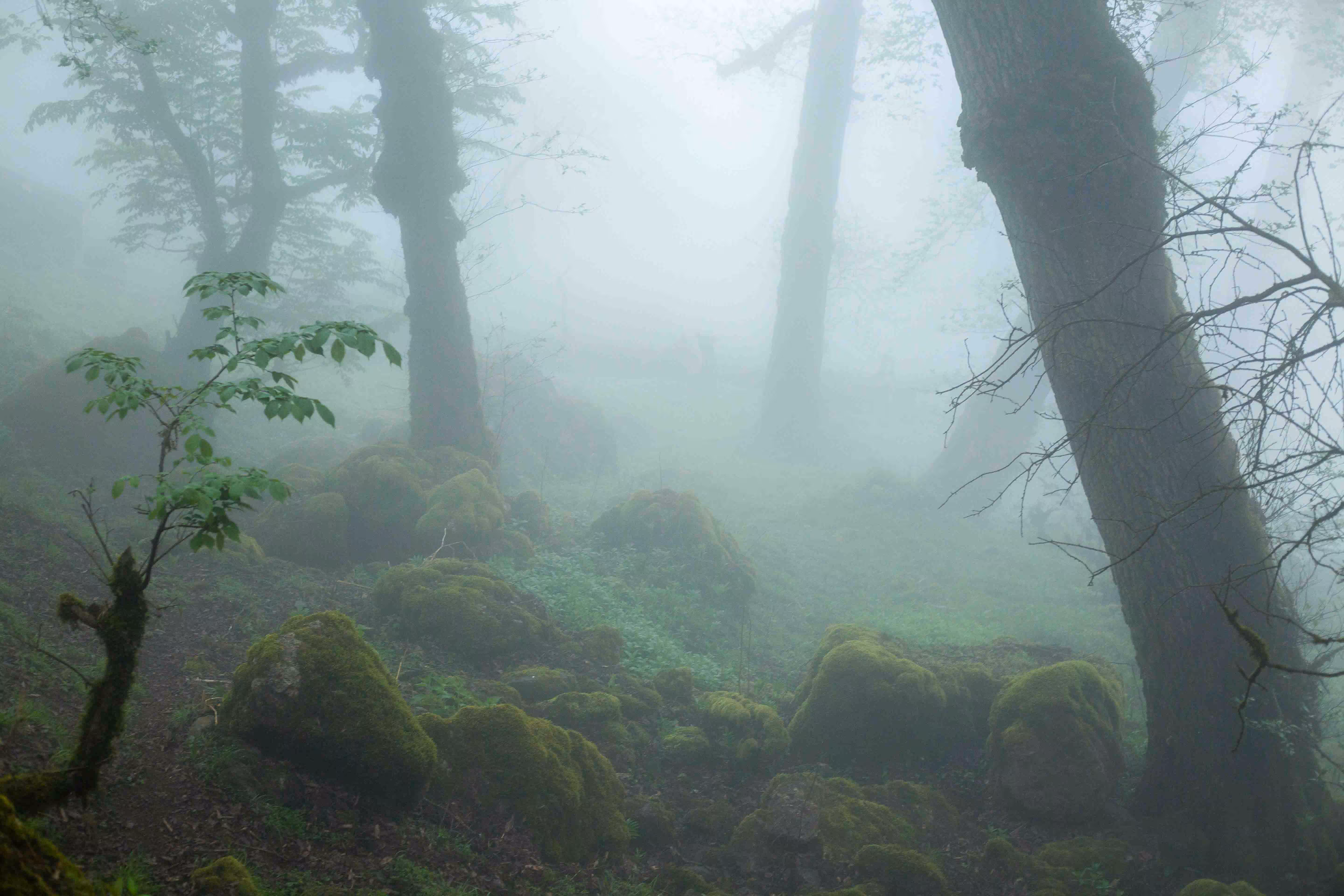 Figures in the fog, no more
