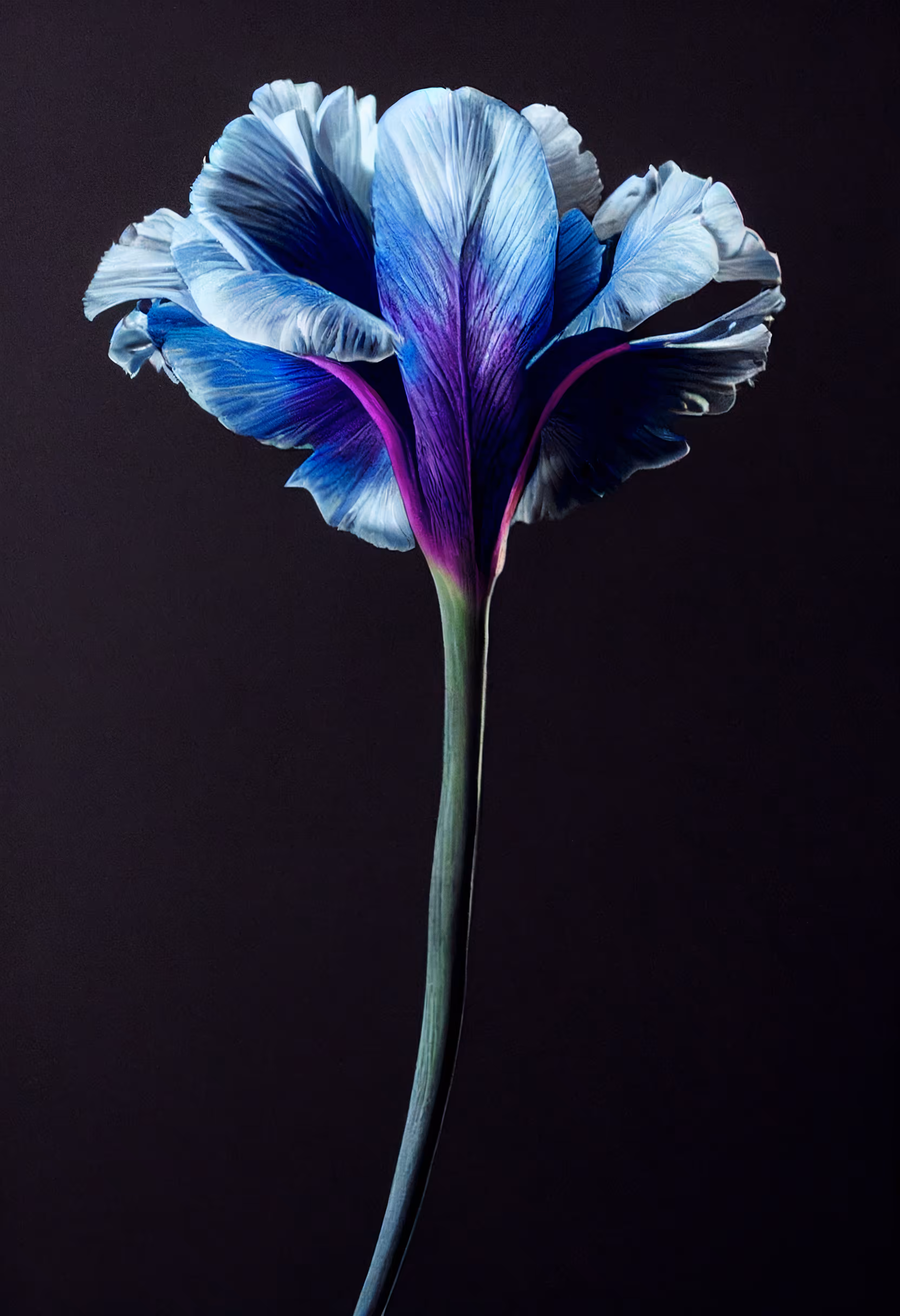 A Flower, Just For You. #30