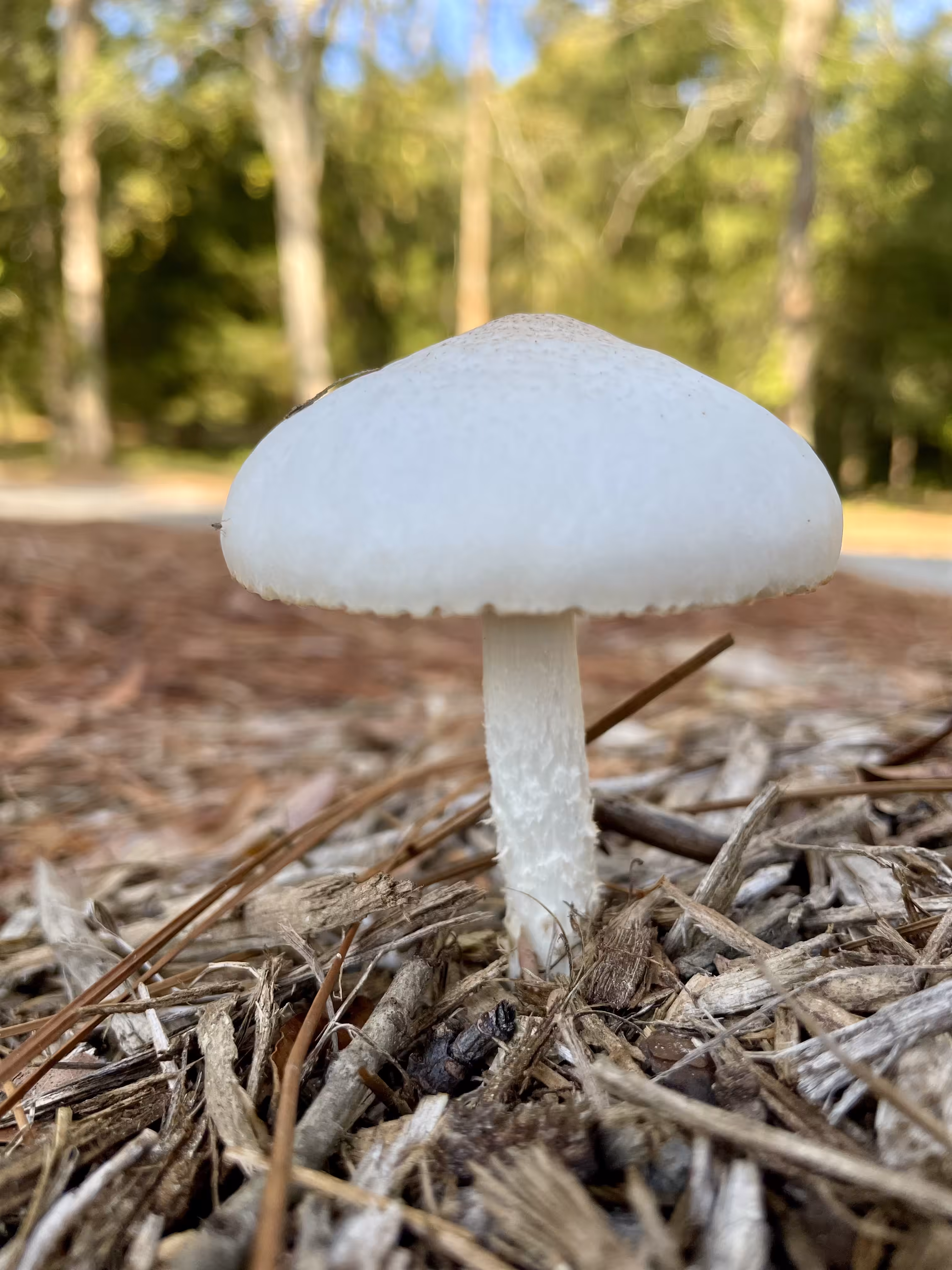White Dapperling