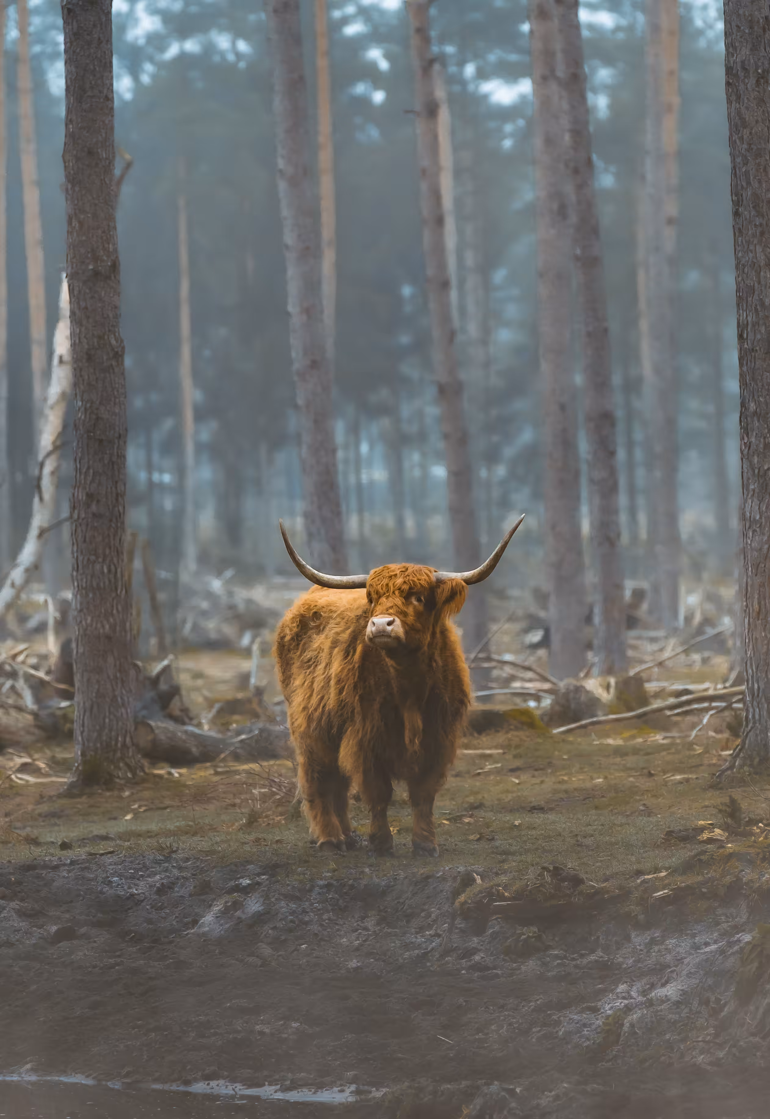 cow in the mist