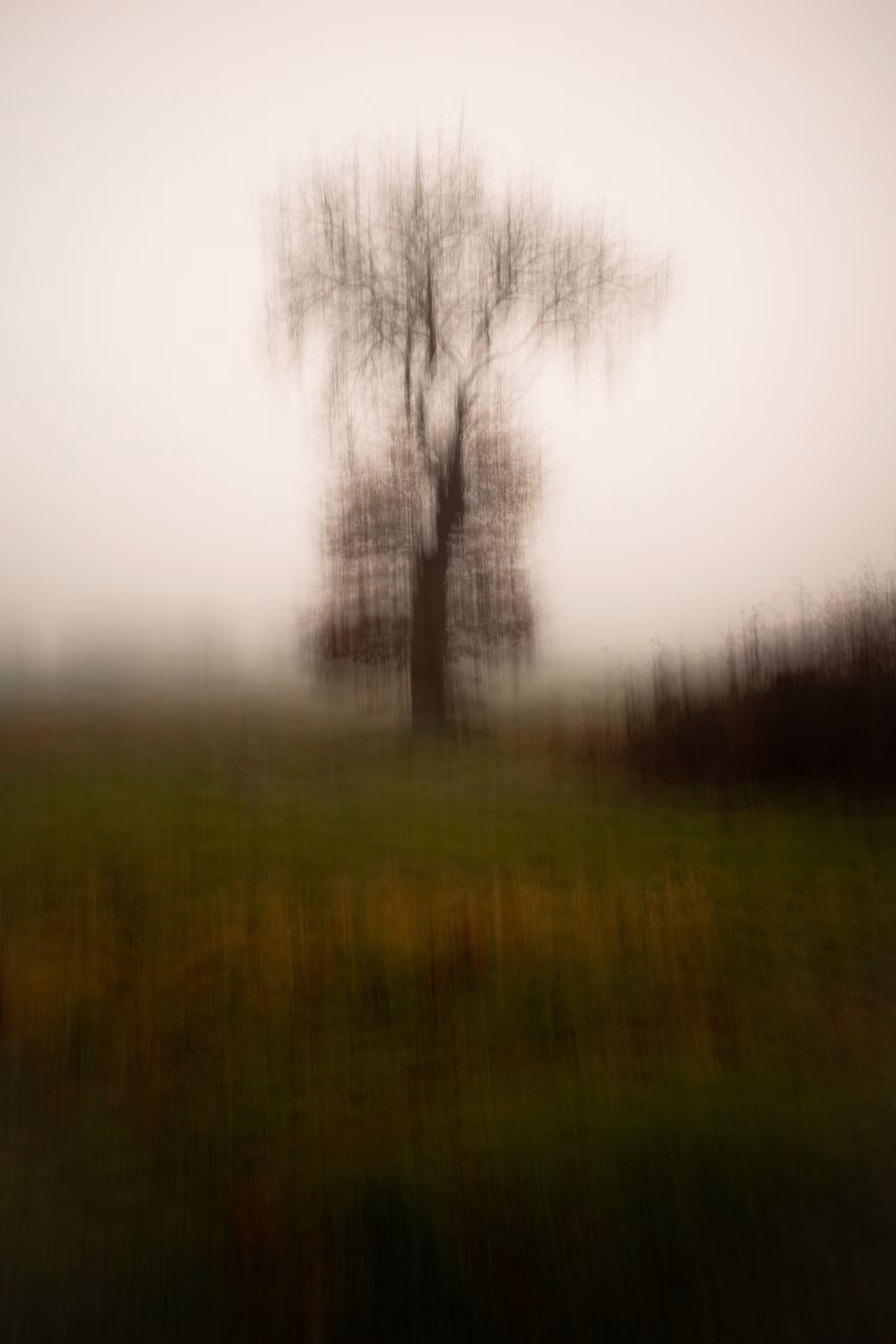 The Lone Tree IV