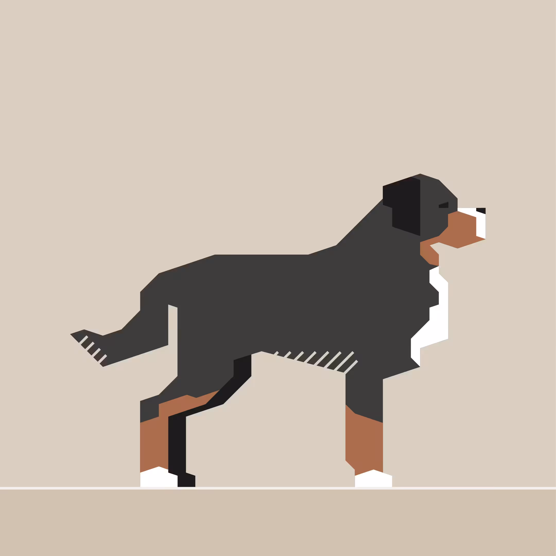 Bernese Mountain Dog