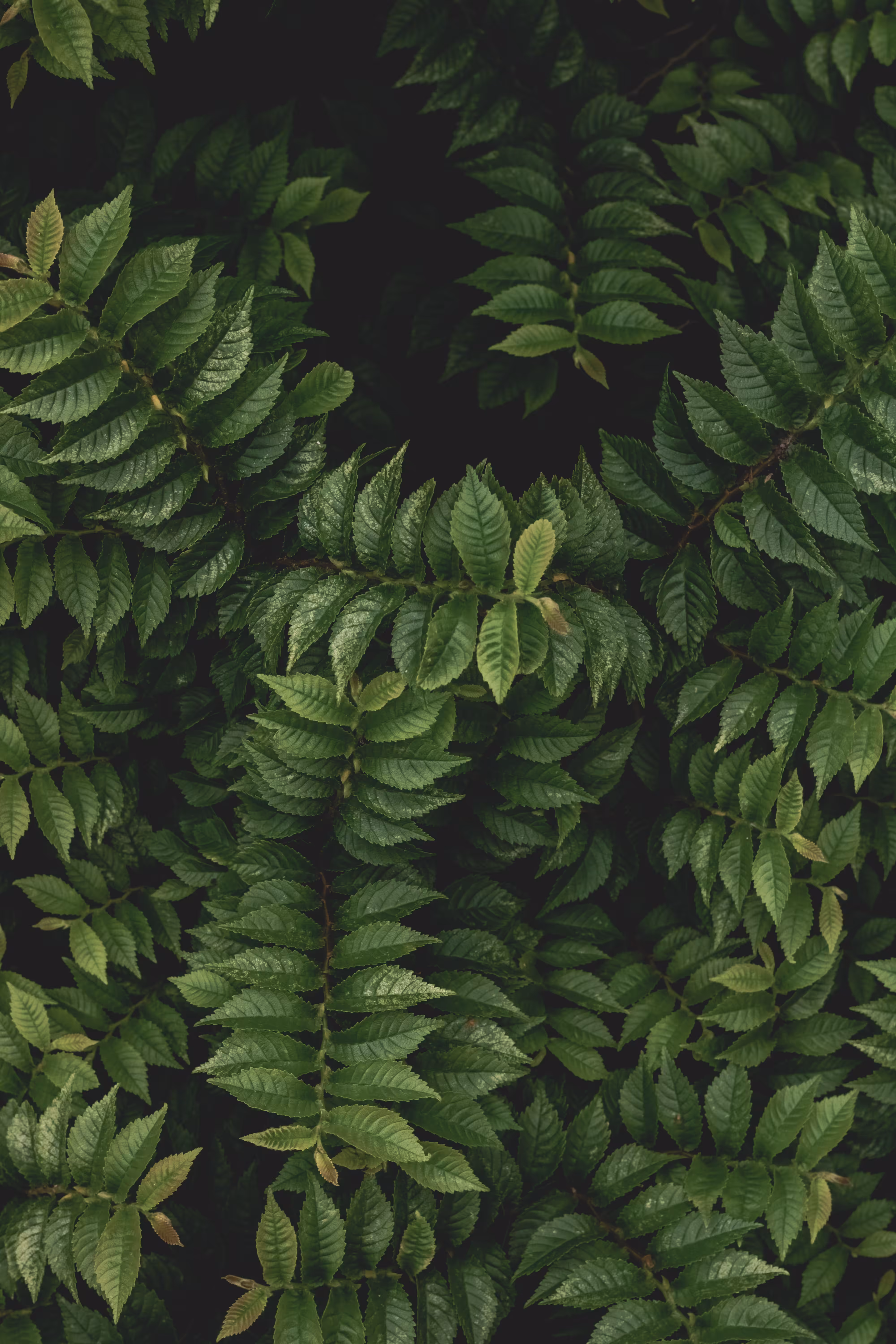 Mystery Garden 05