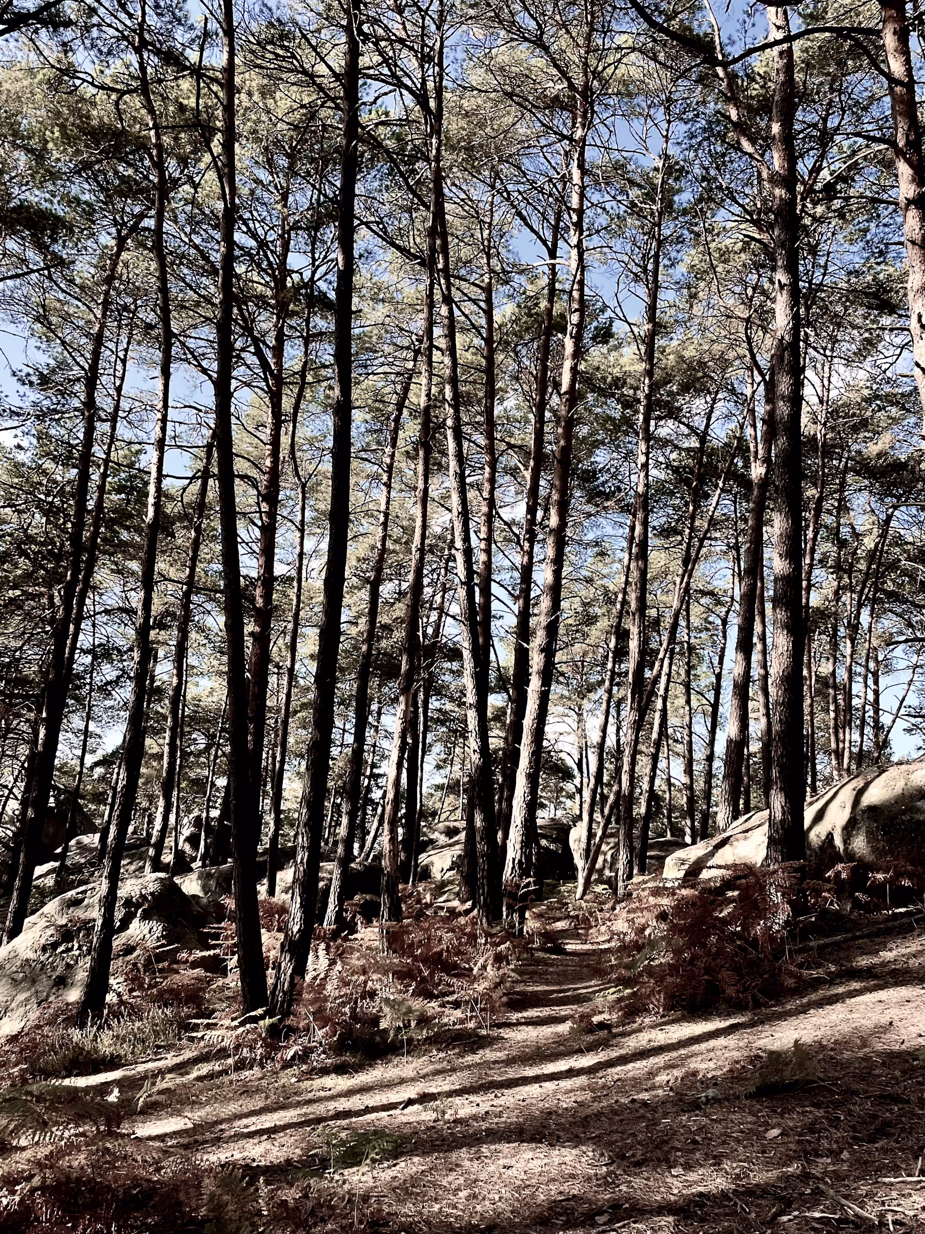The Wise Trees