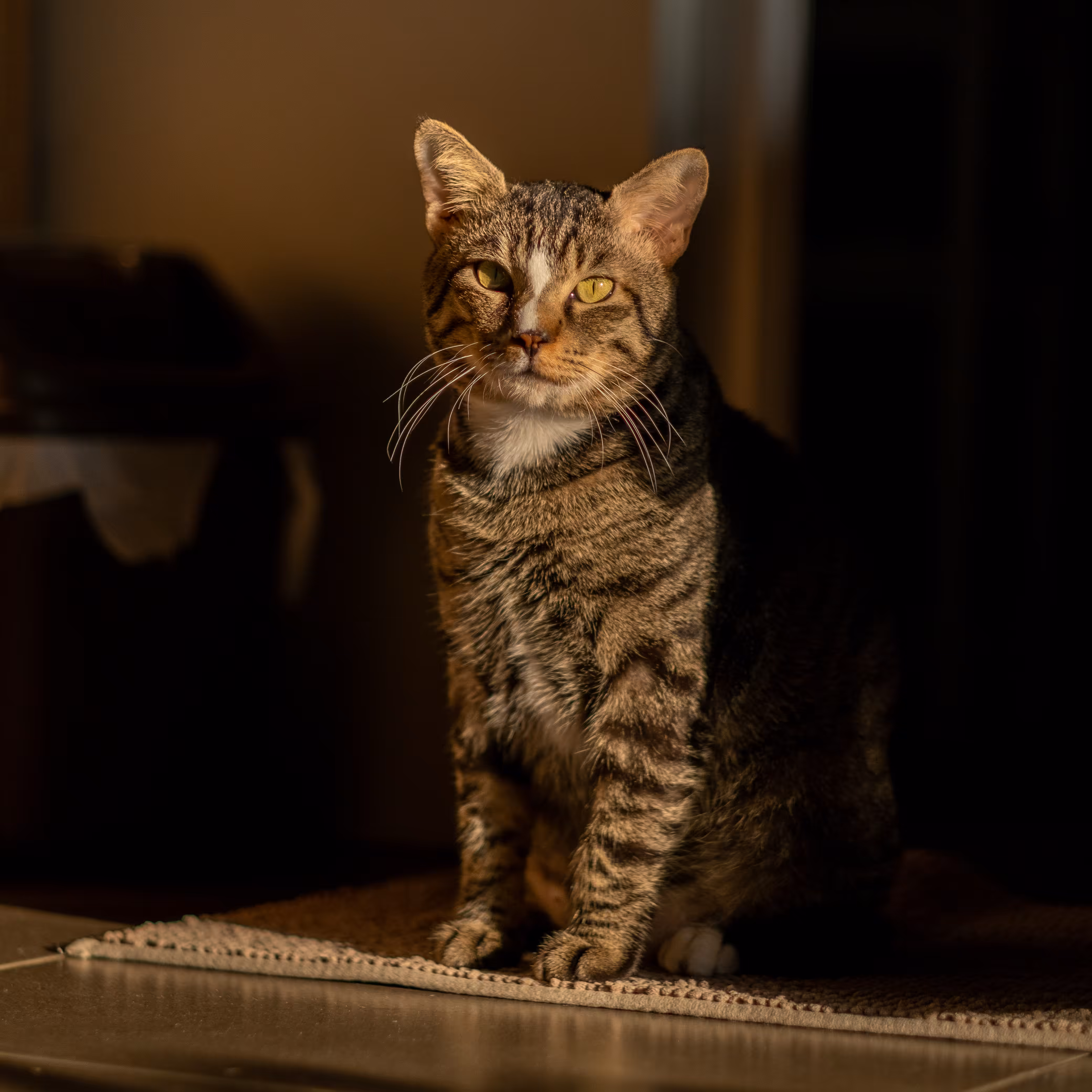 Portrait of Bobi the Cat #03