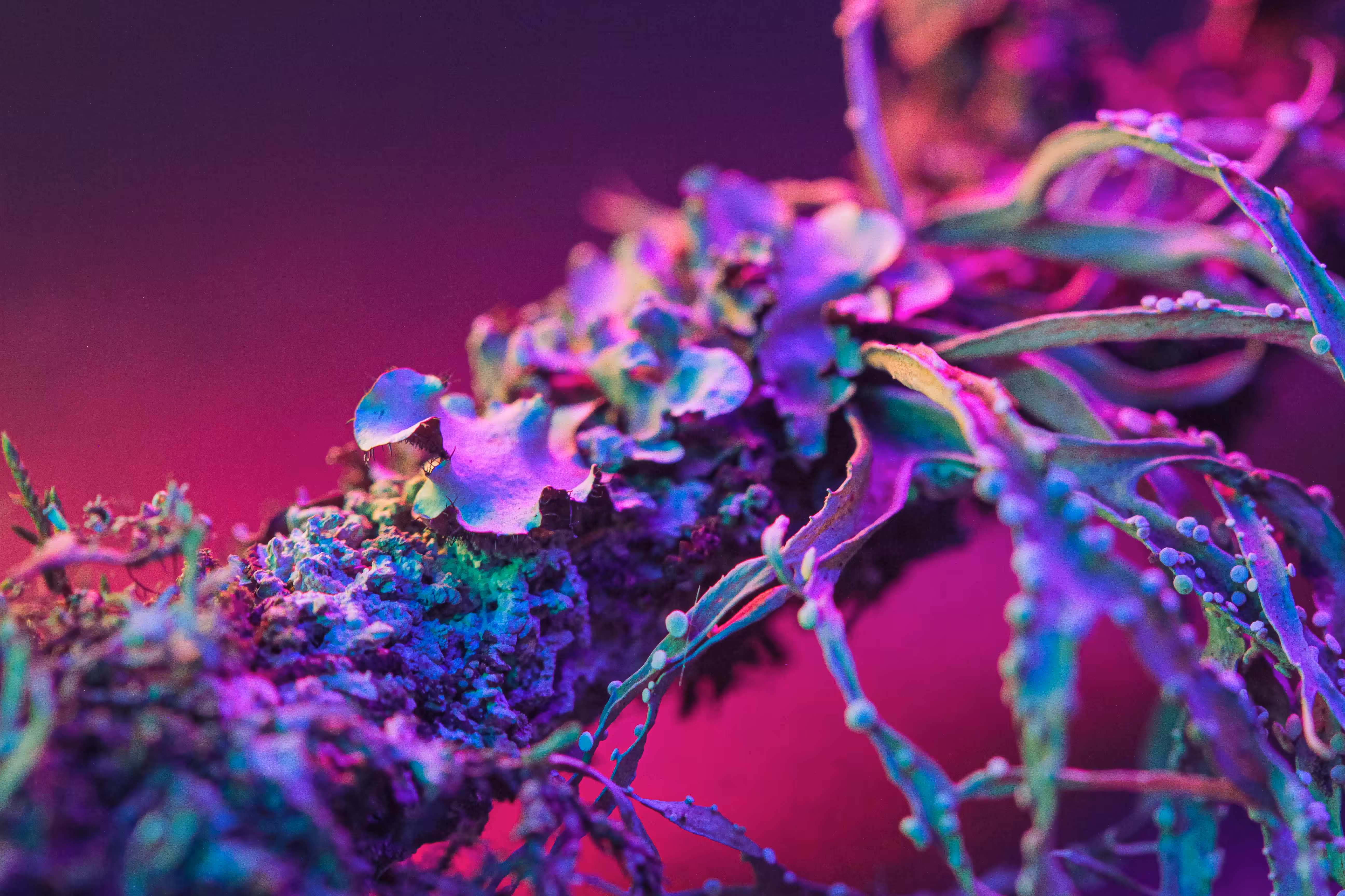 Random: Neon Litchen 03