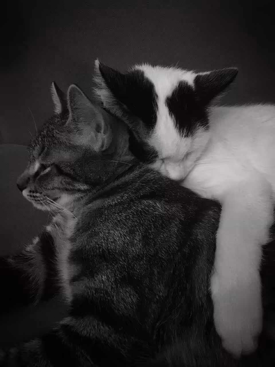 Photography (cats): Bambi and Bella.