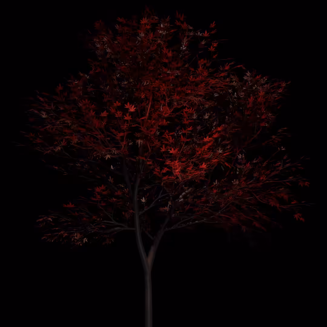 Japanese Maples