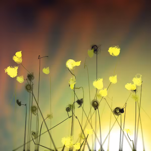 Cottongrass #49
