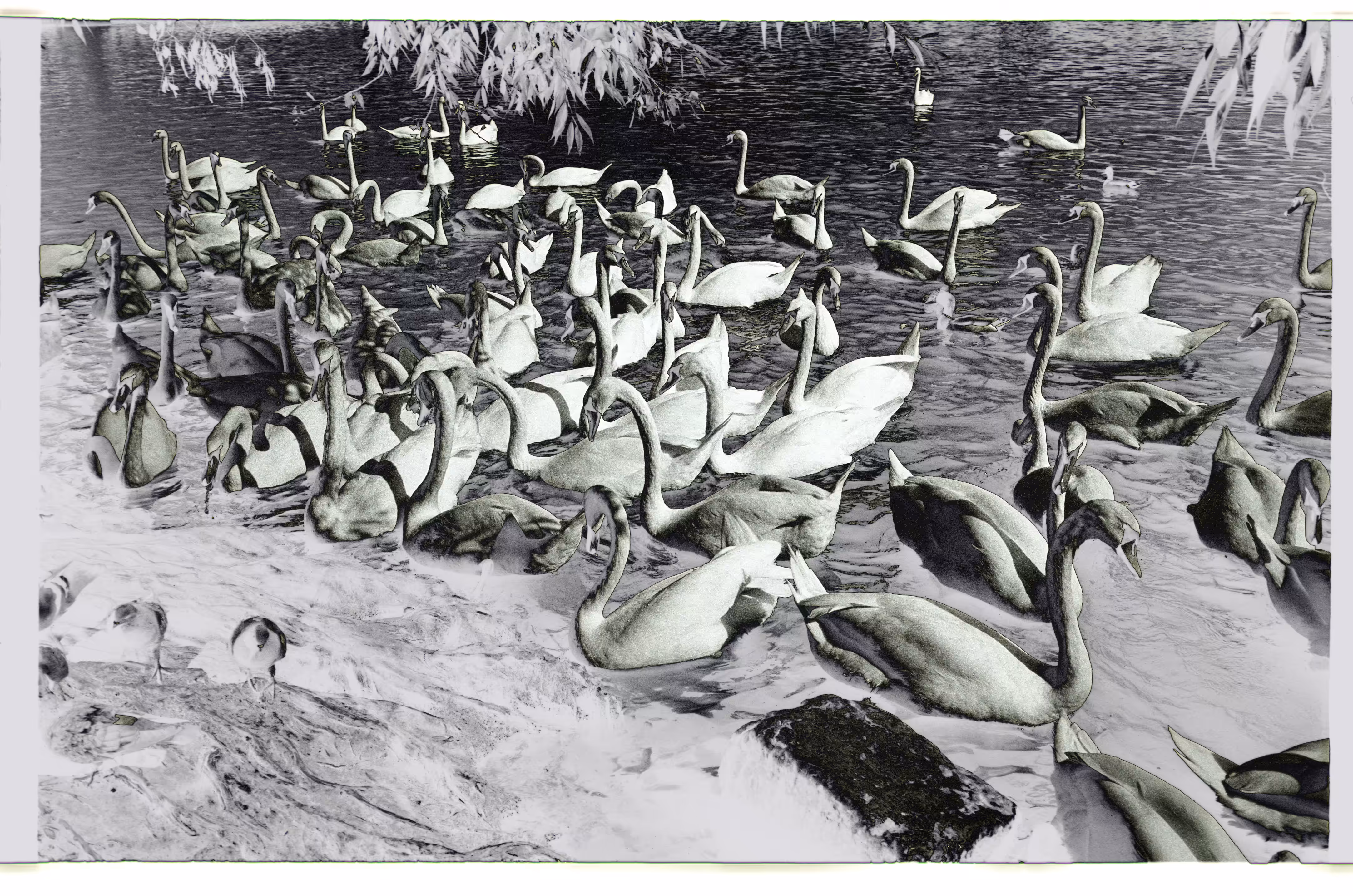 swans