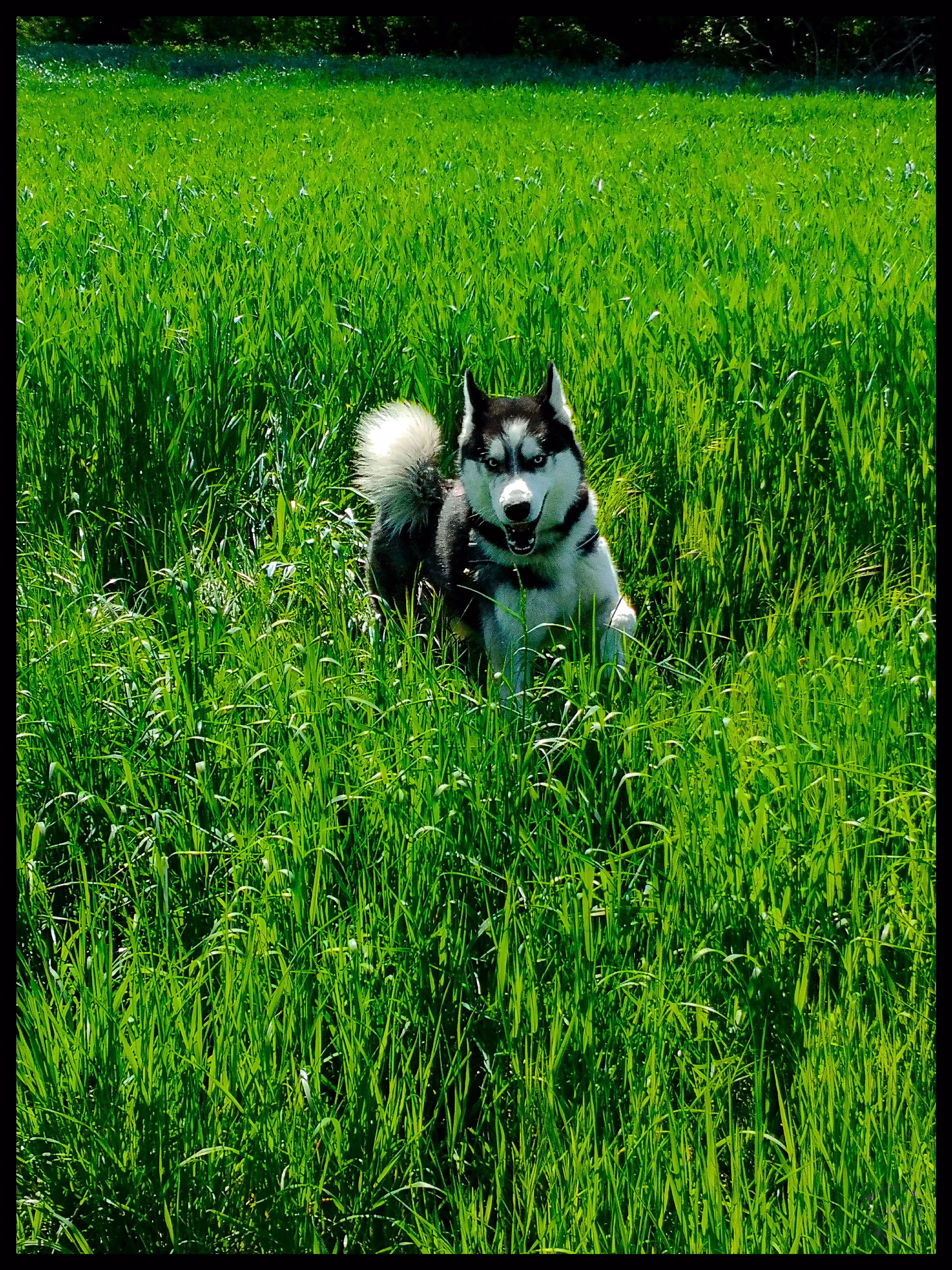 Smile like a Wolf