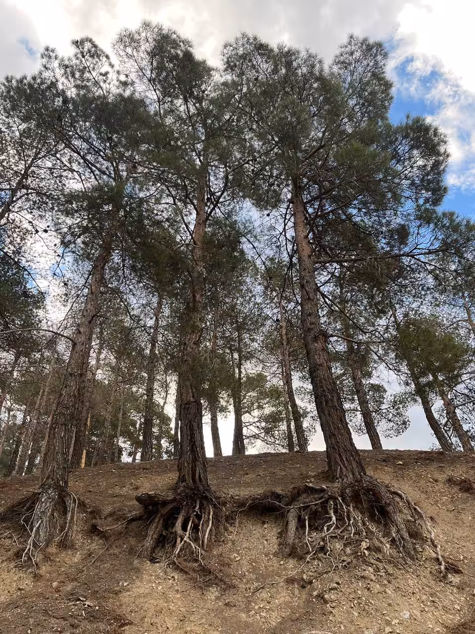 The moments: Roots