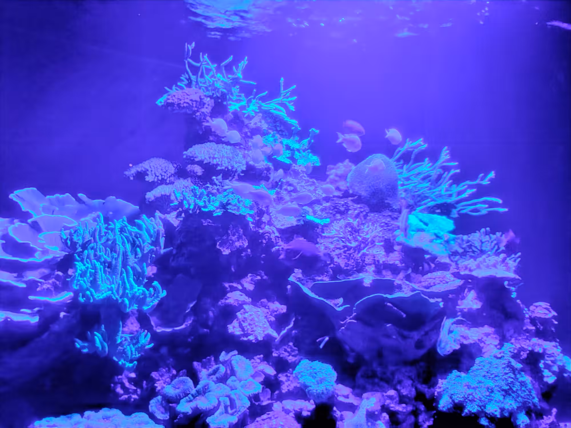 neonunderworld