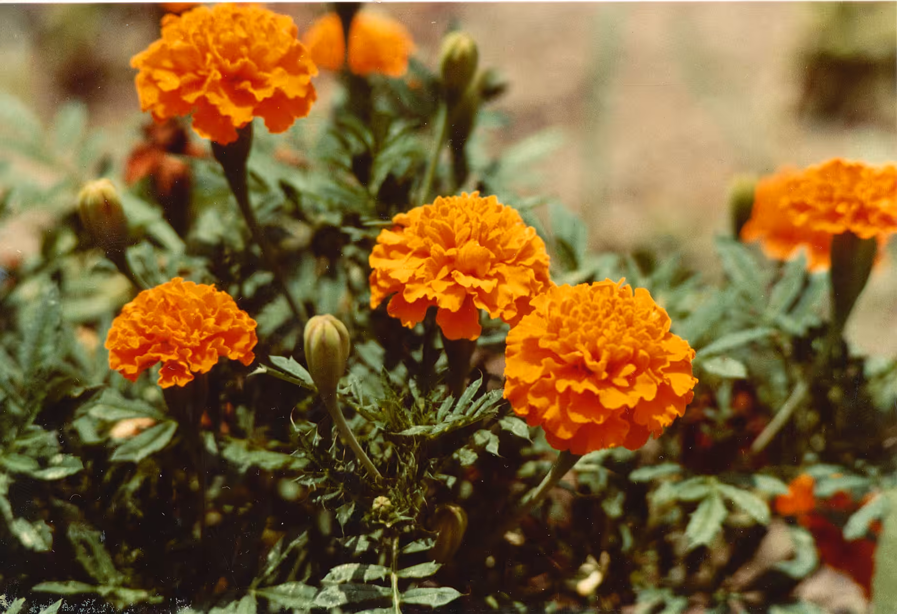 Golden Bloom
