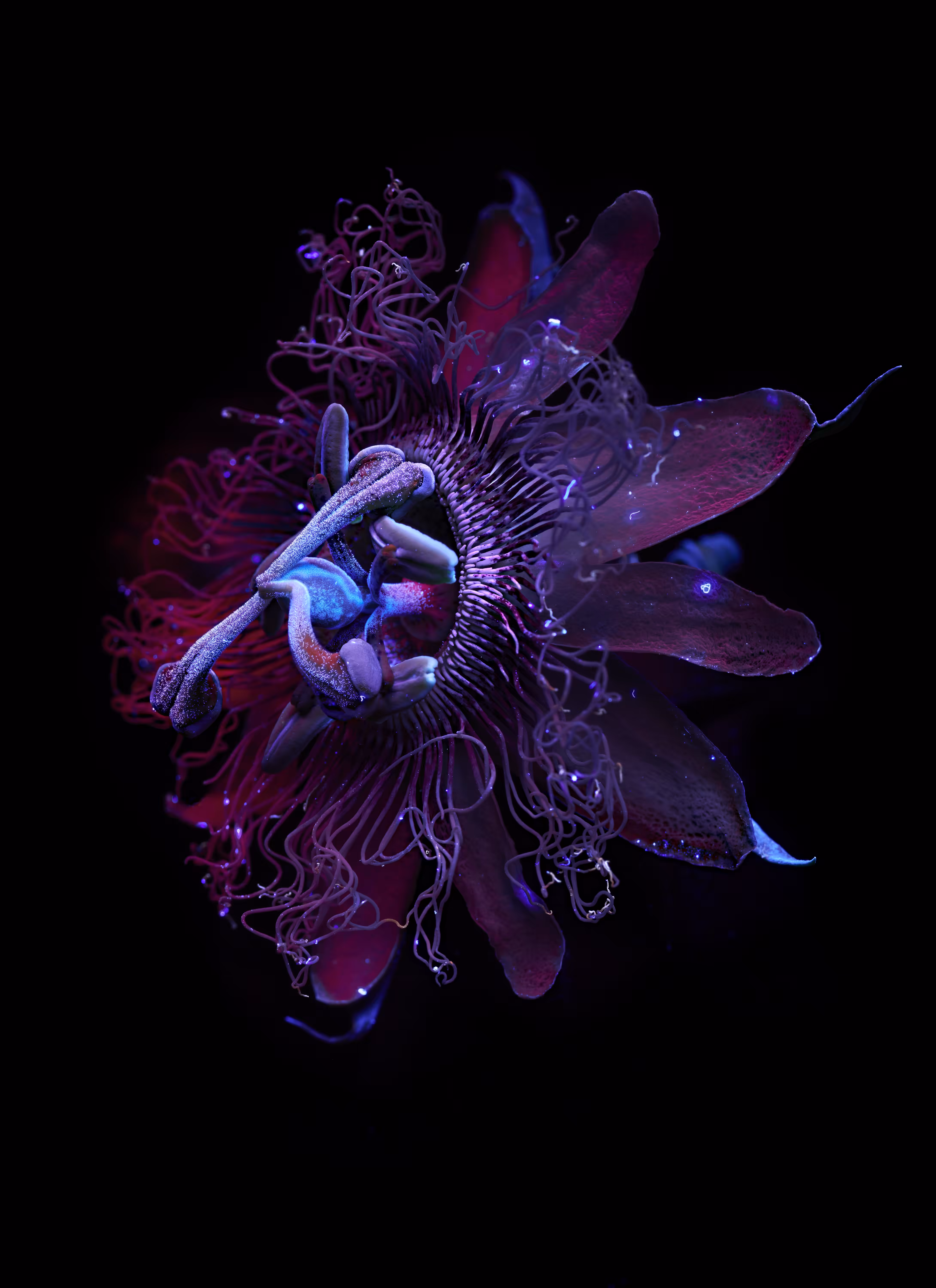 Resilience Passiflora edulis