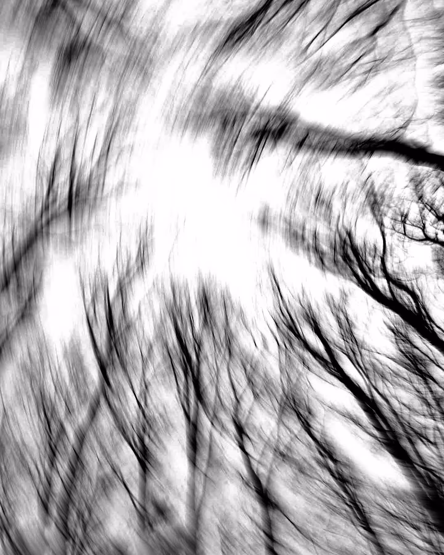 Collection: DANCING WITH TREES 