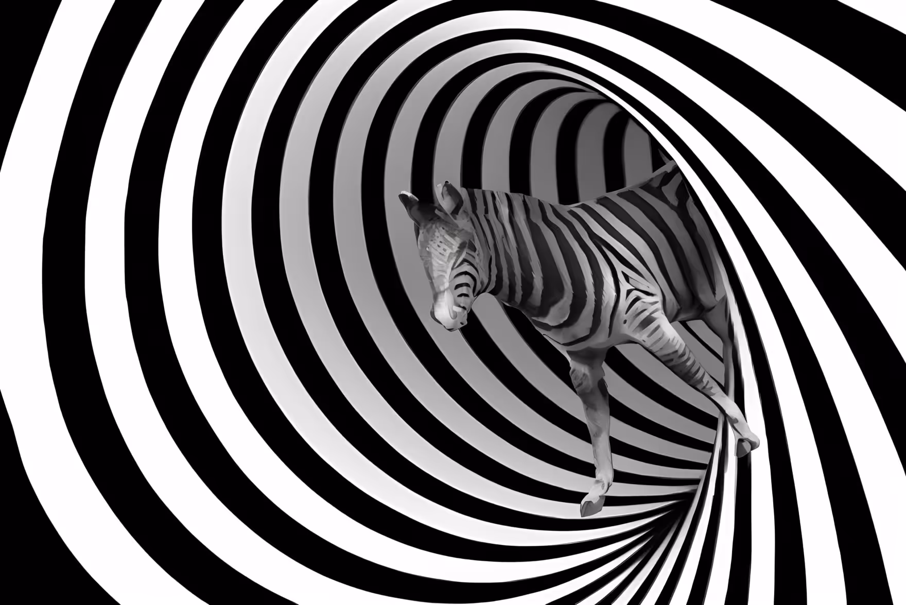 Zebra