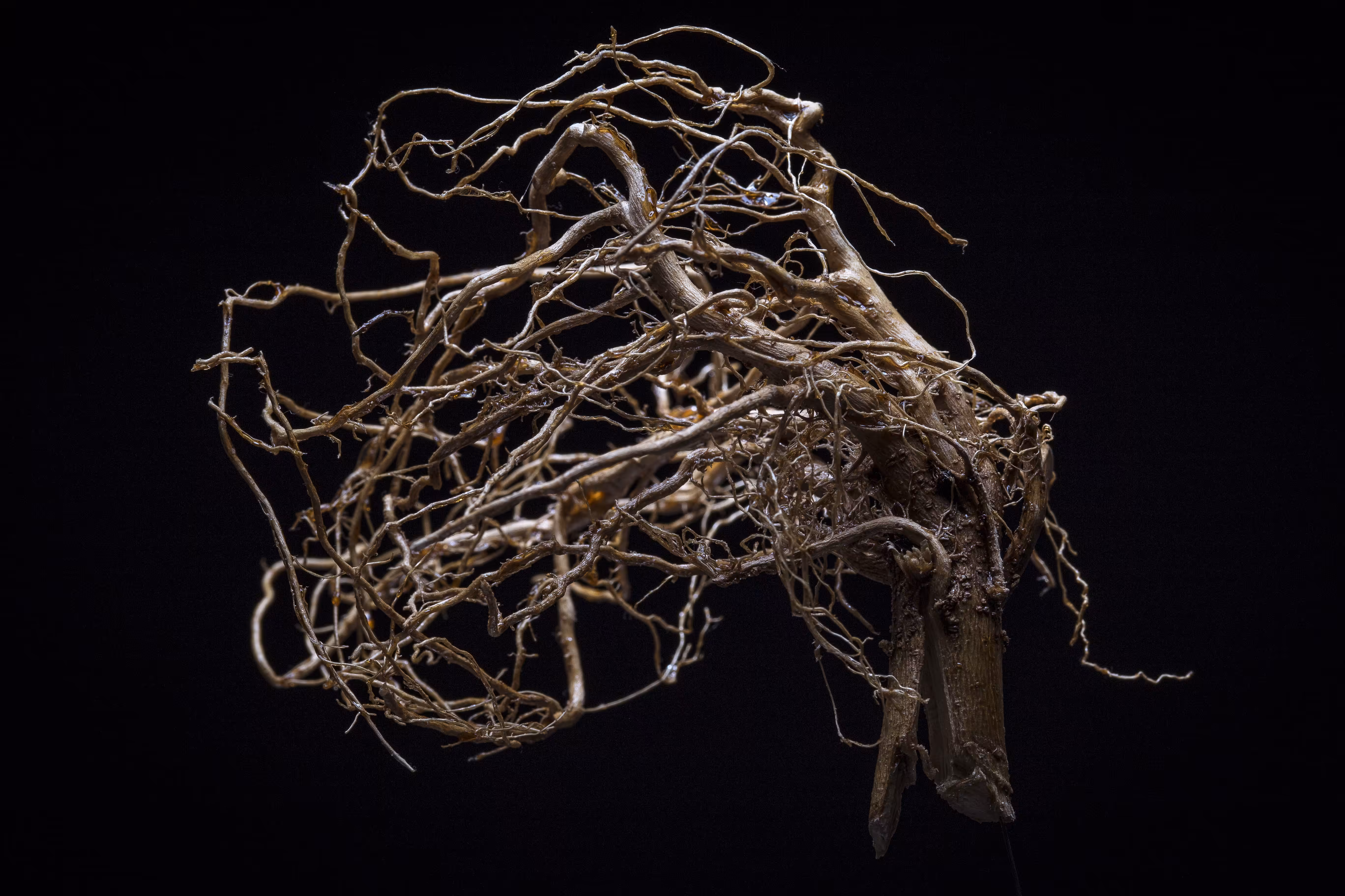 rhizome #2