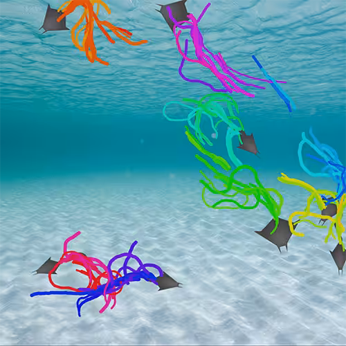 Motion Gallery: Devil Rays Dance