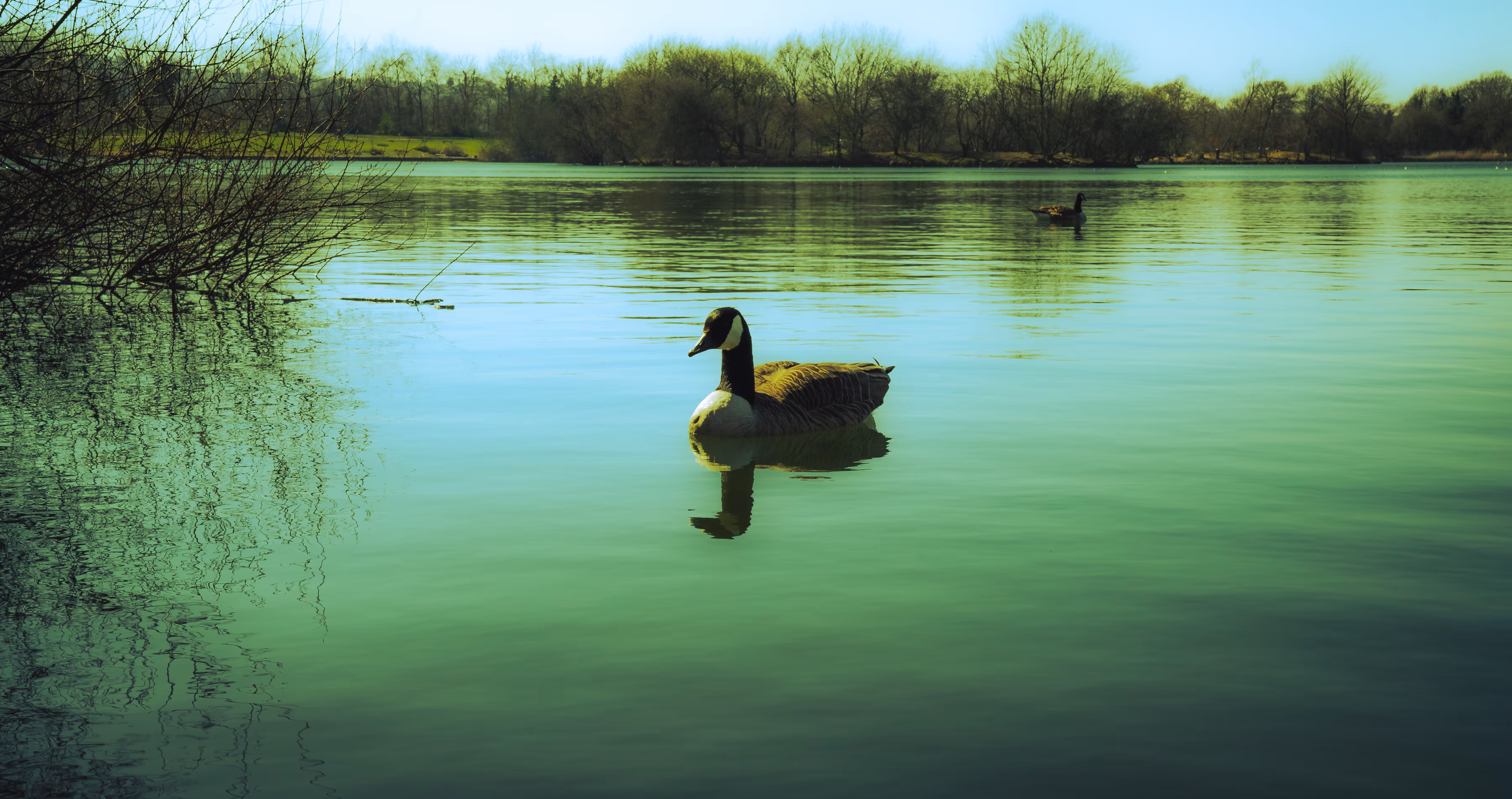 A Green Morning