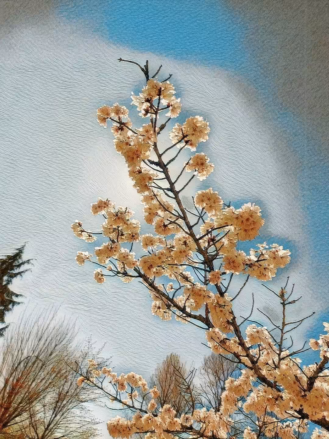 Spring Blooms