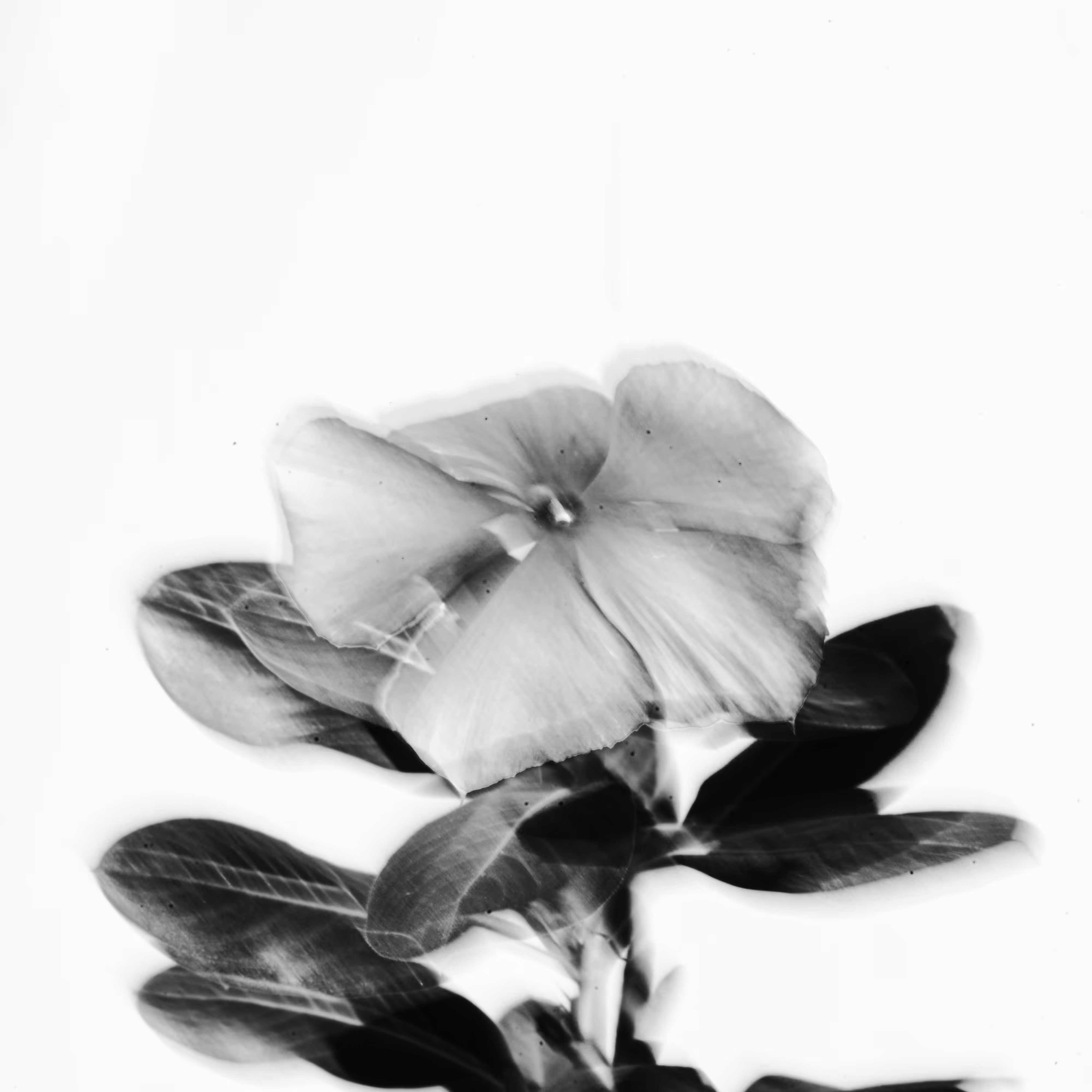 plants are living things 1.