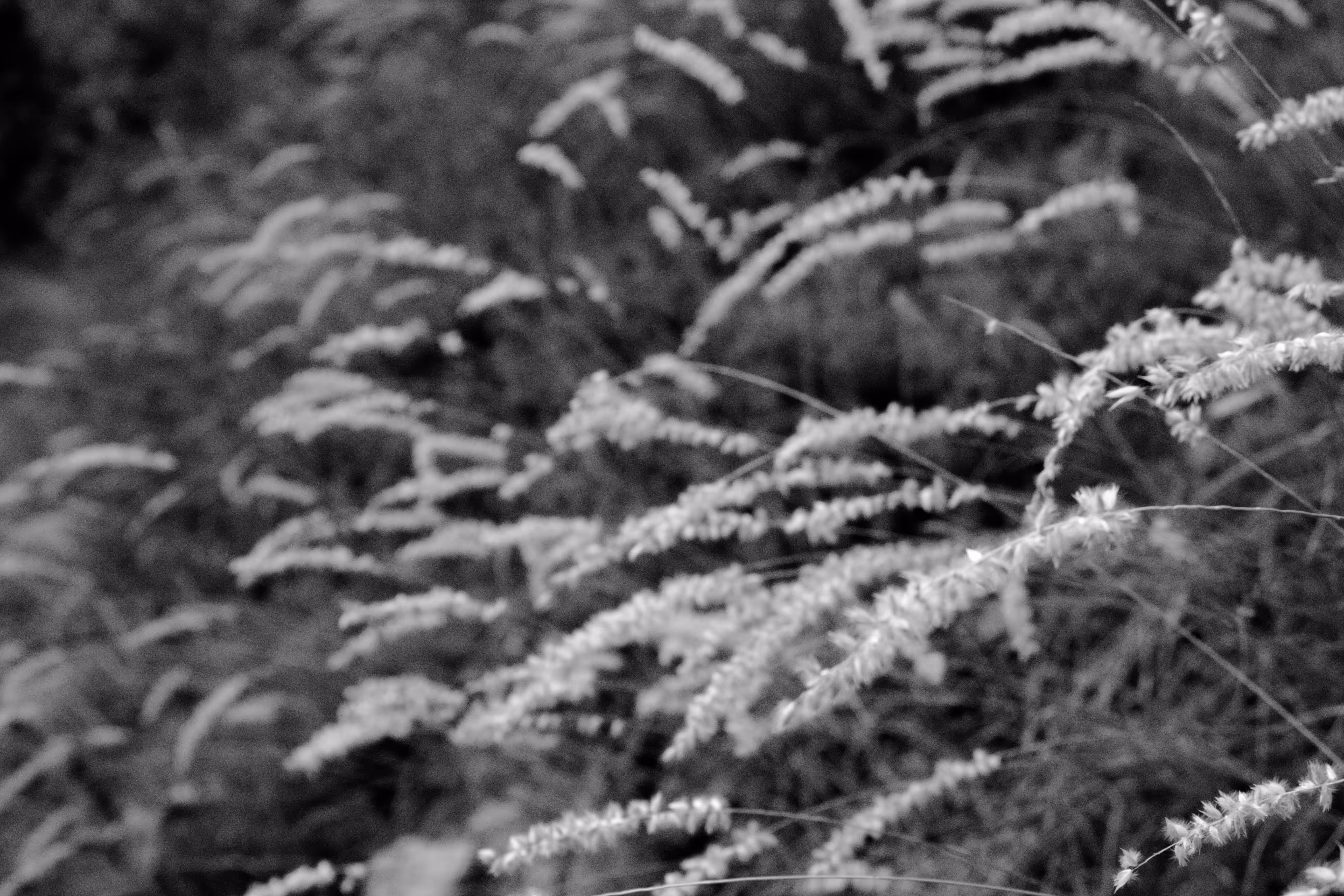 kosjeric nature