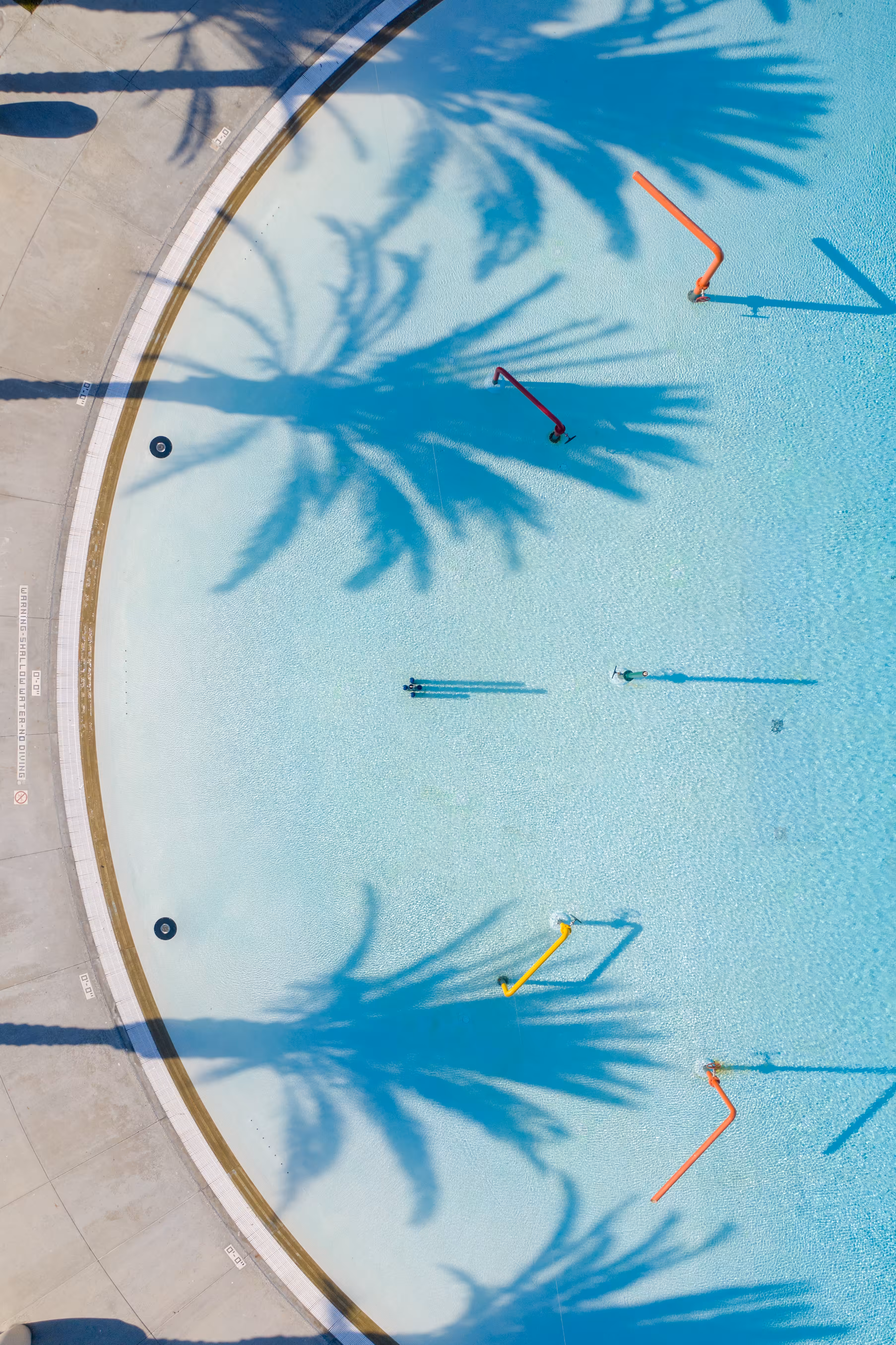 Palms