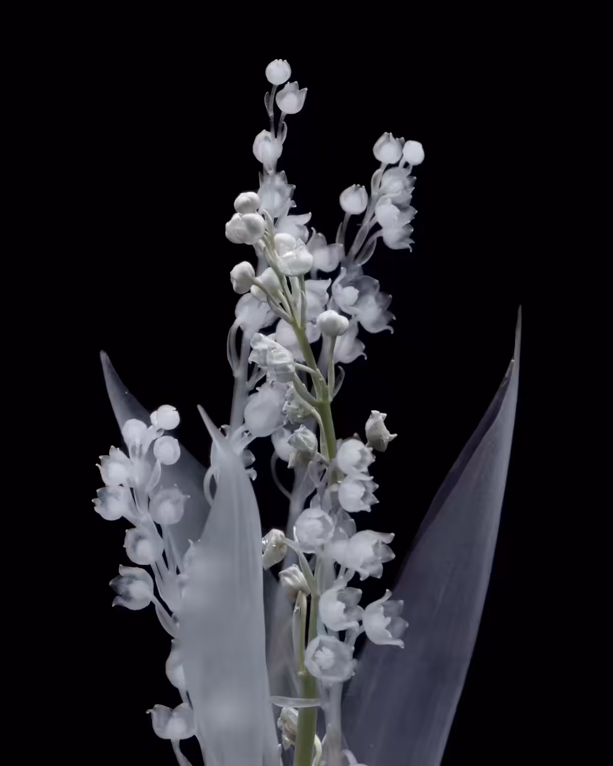Lily of the Valley