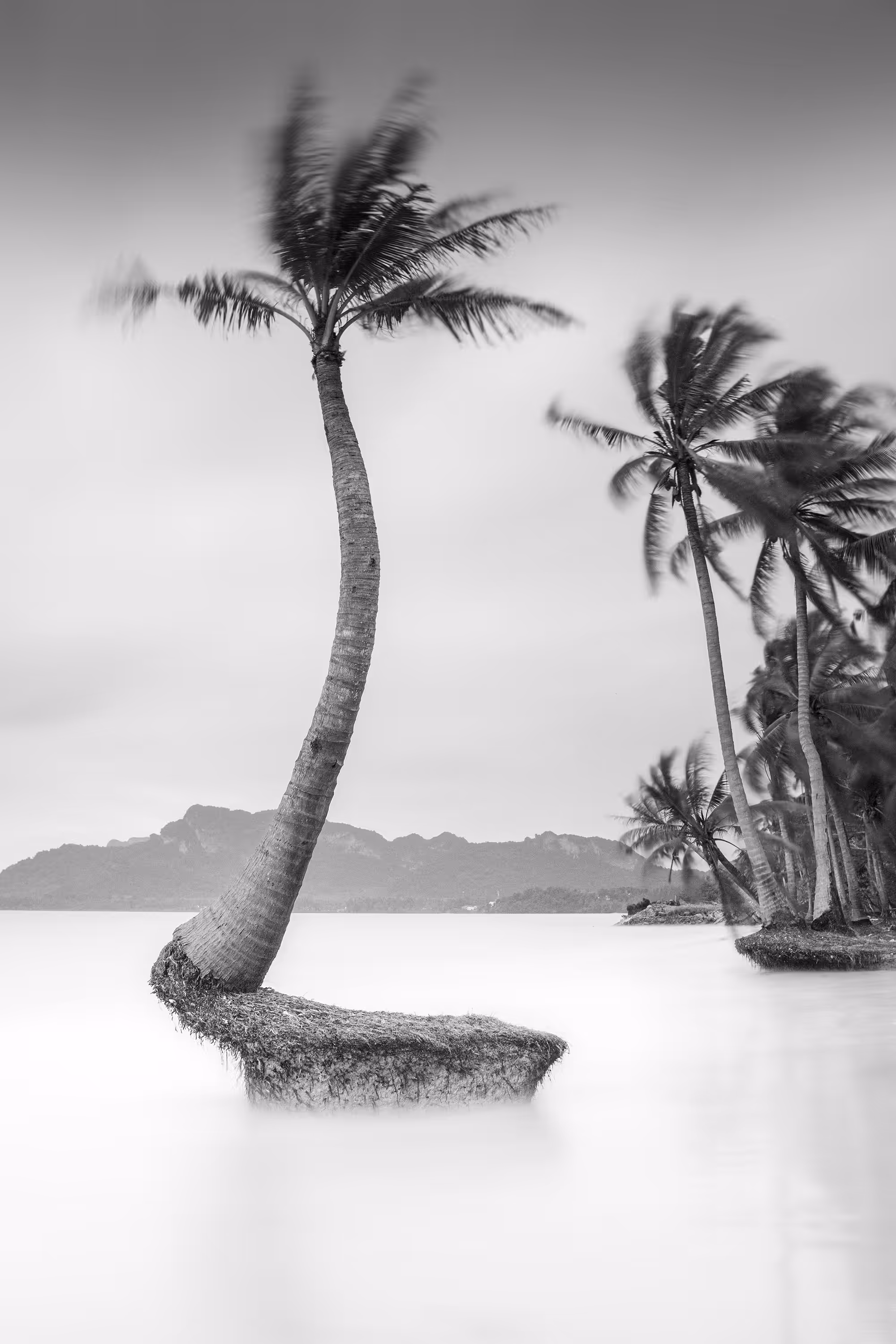 Strong coconut tree.