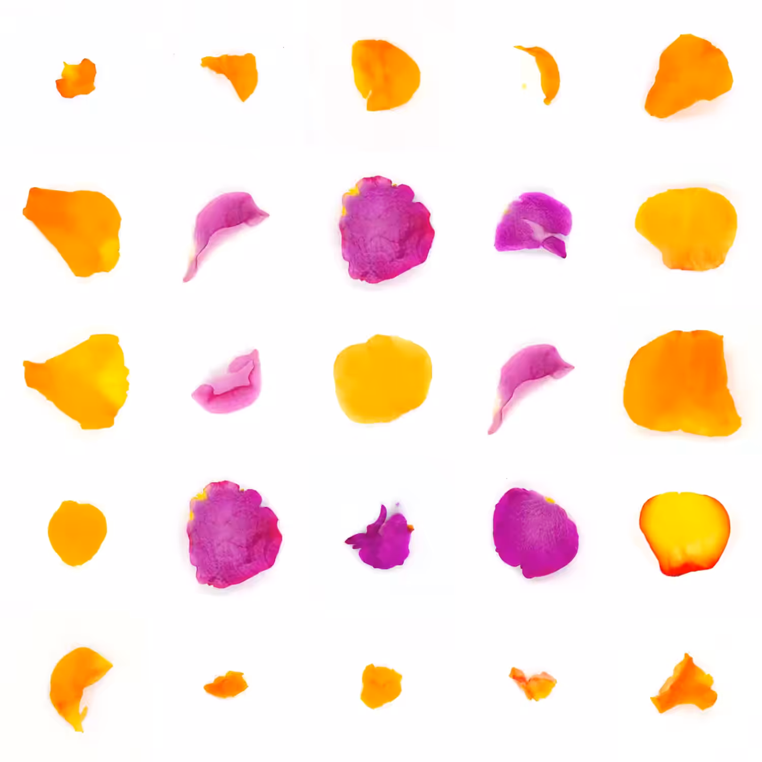 Infinite Petals 5x5#20014