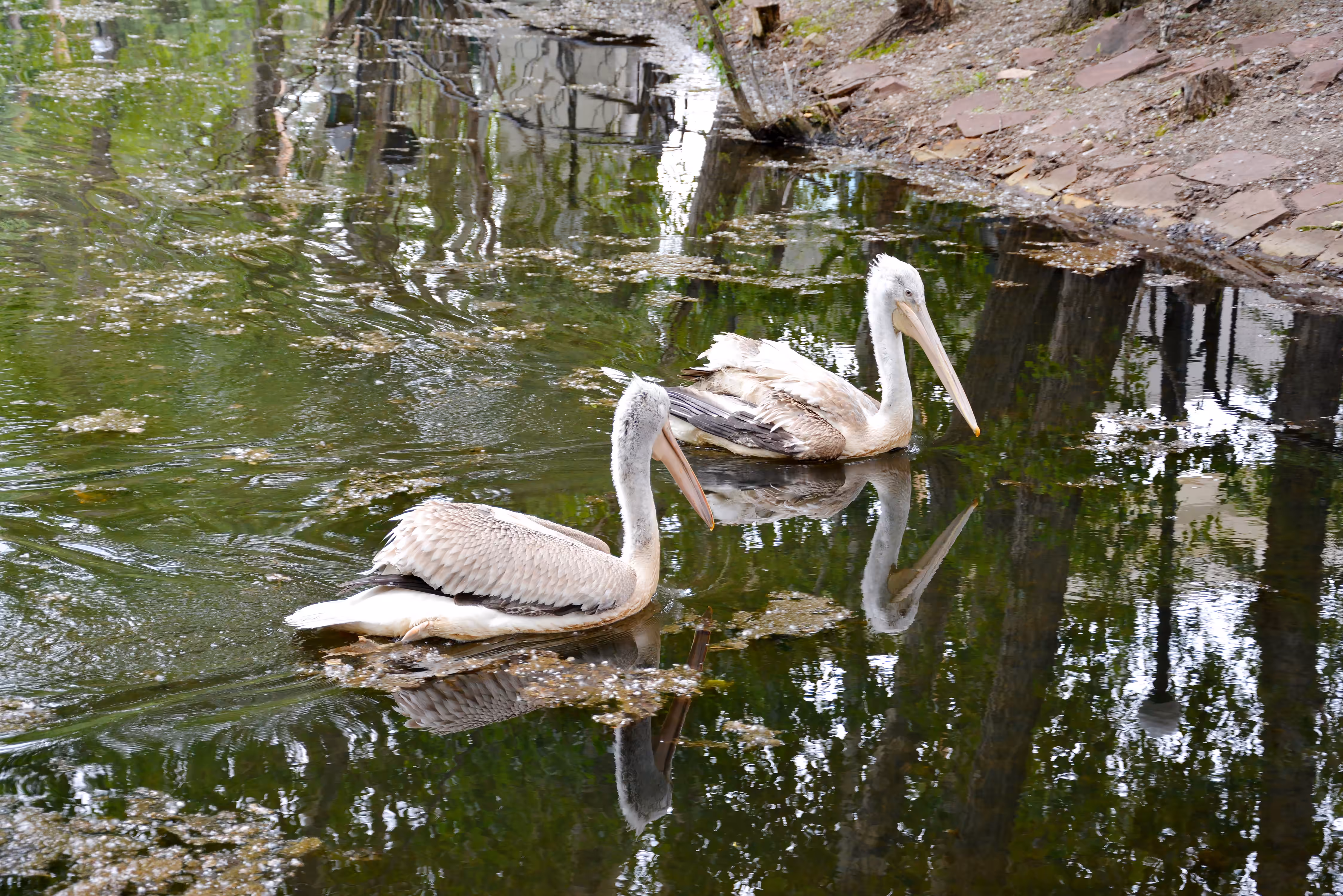 Pelican