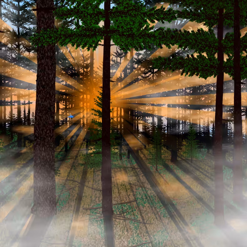 Forest Sunrise #29