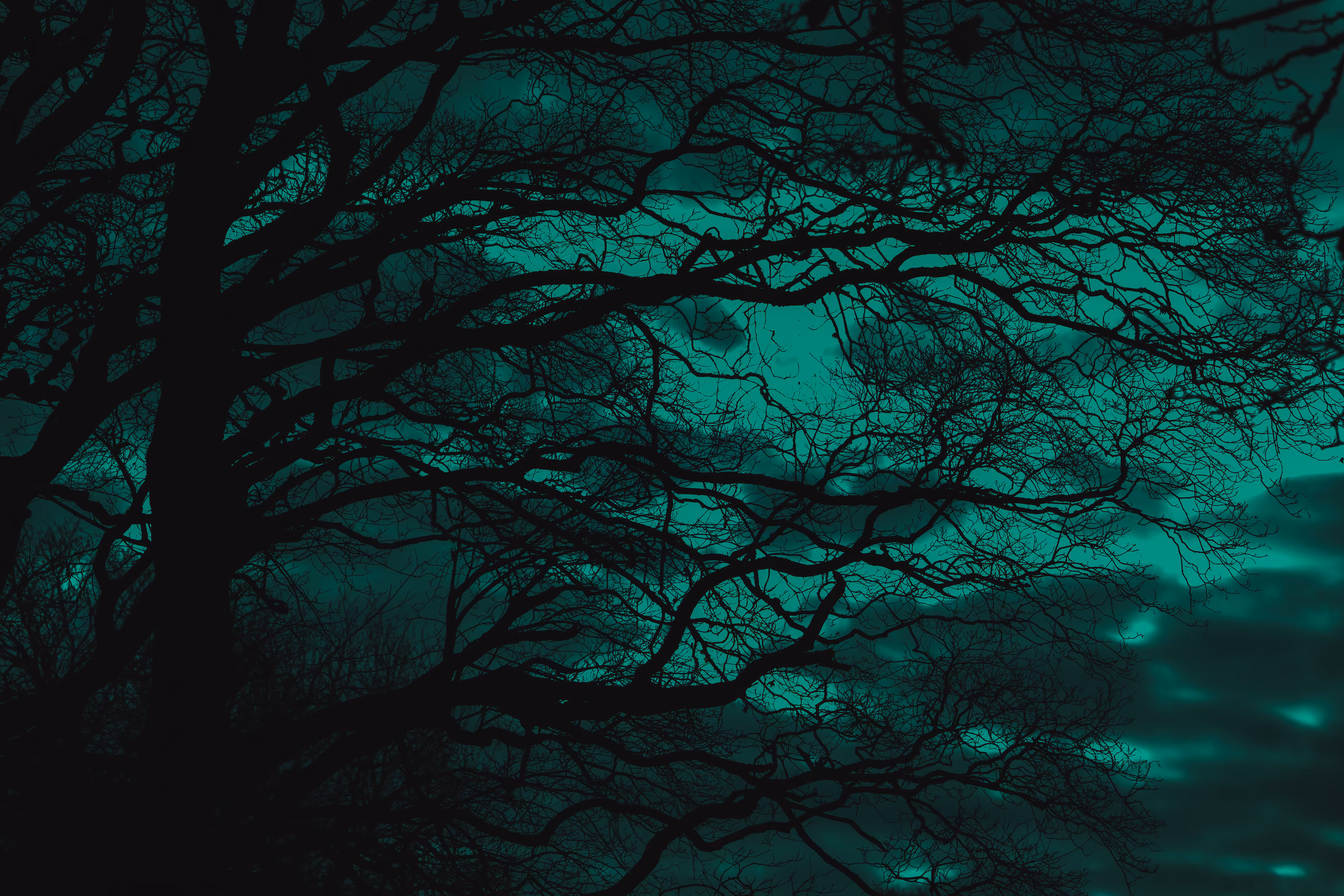 Tree branches in green
