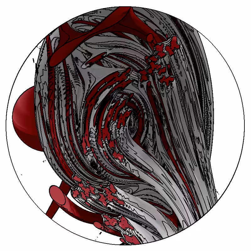LL21 Anatomy #101