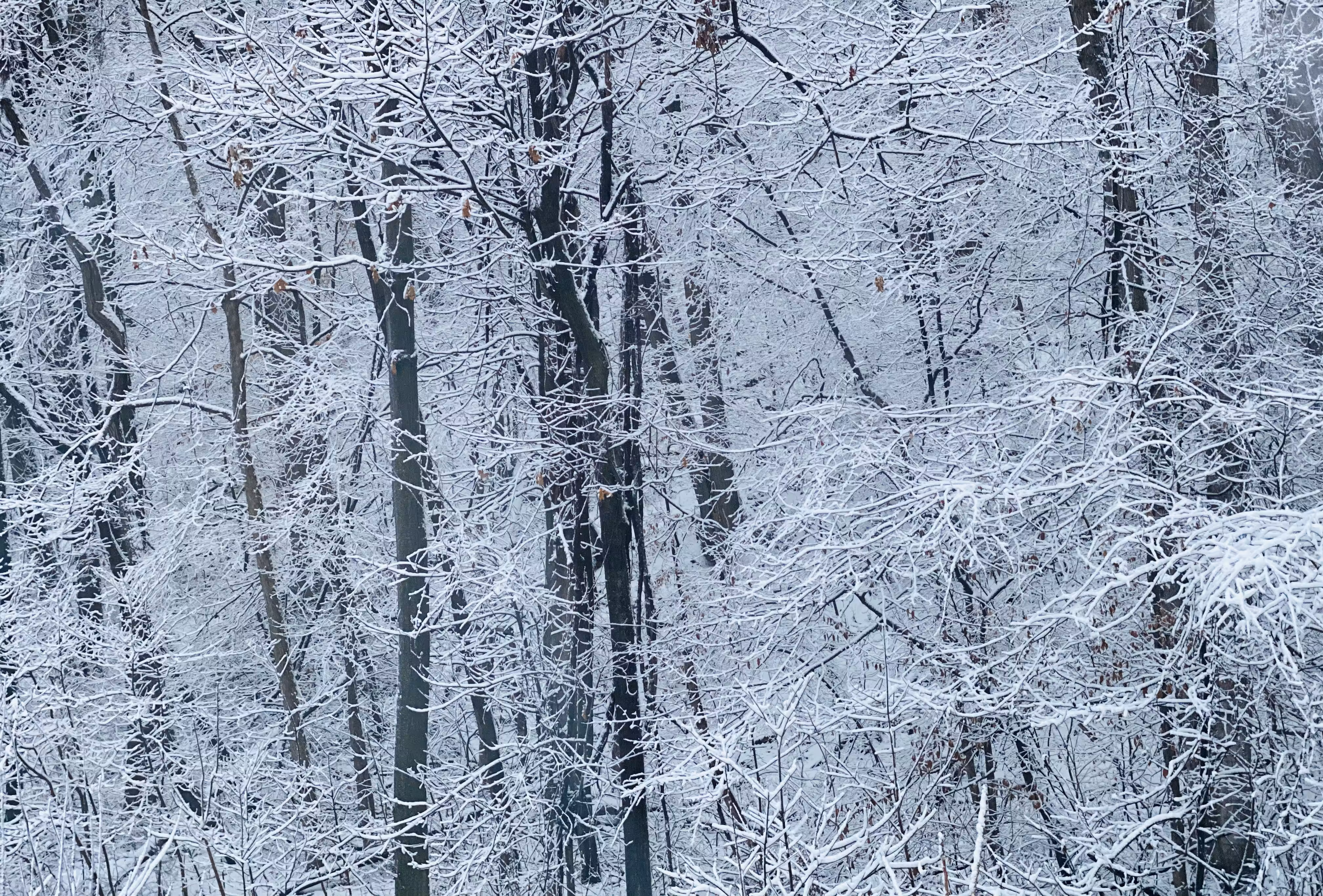 snow with trees, 2021