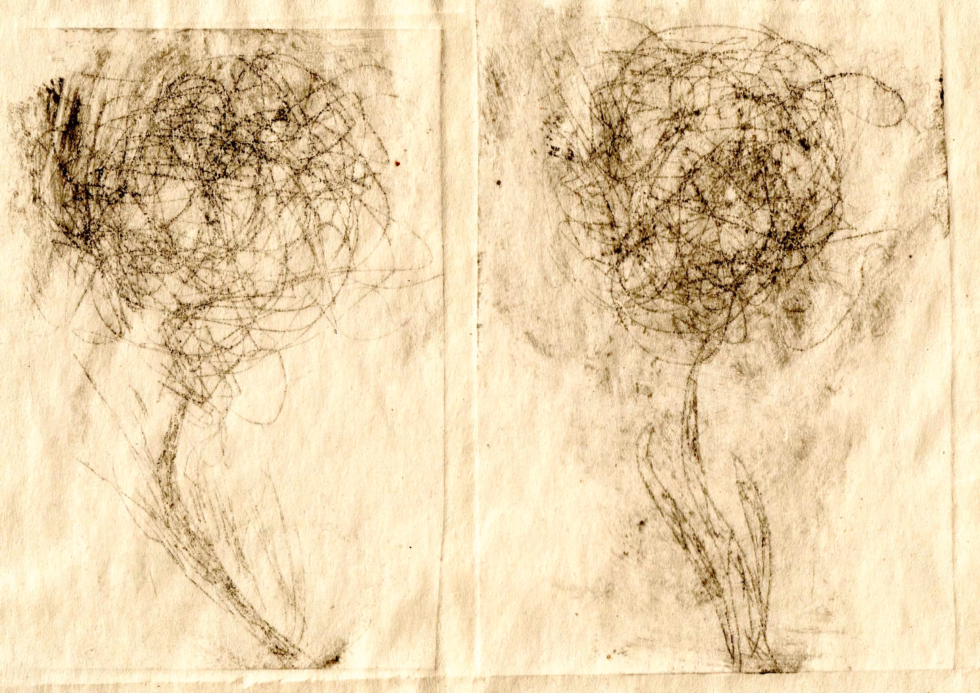 two flowers